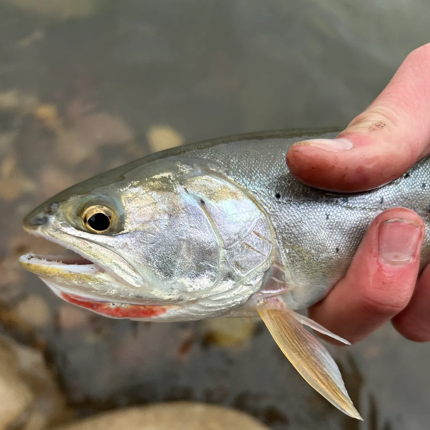 The most recent Bear Lake cutthroat trout catches on Fishbrain