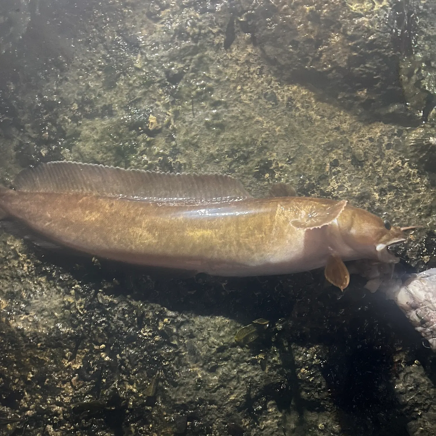 The most recent Three-bearded rockling catches on Fishbrain