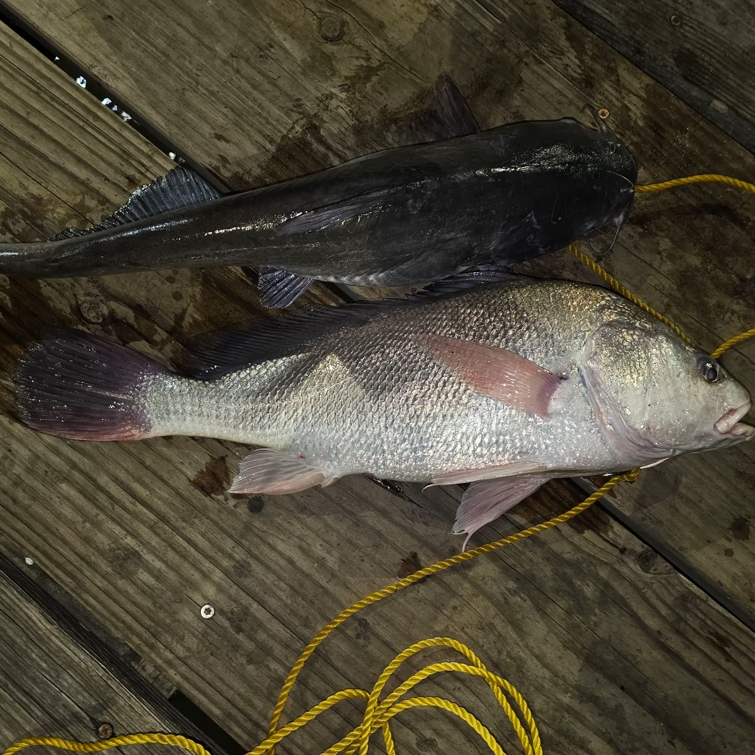 The most recent Freshwater drum catches on Fishbrain