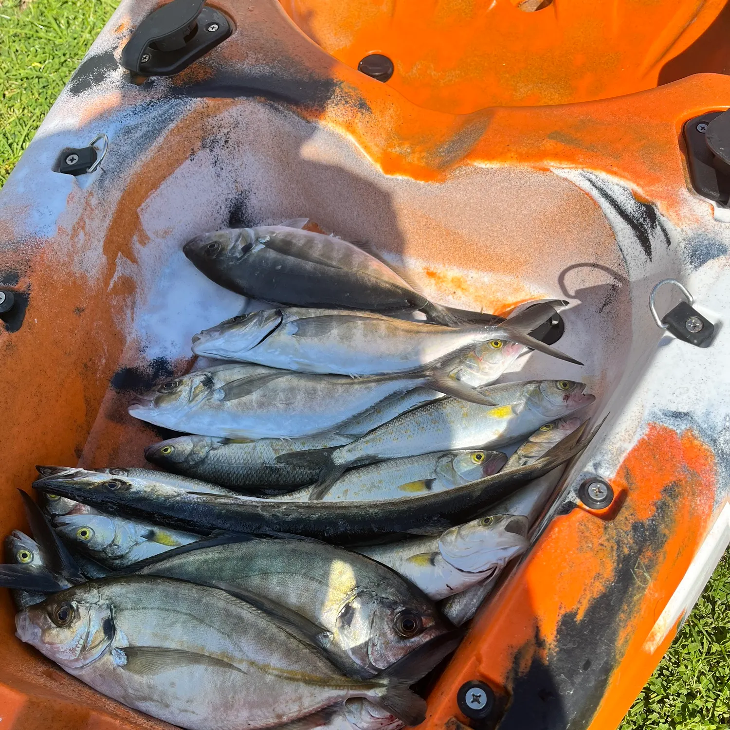 White trevally caught on Fishbrain