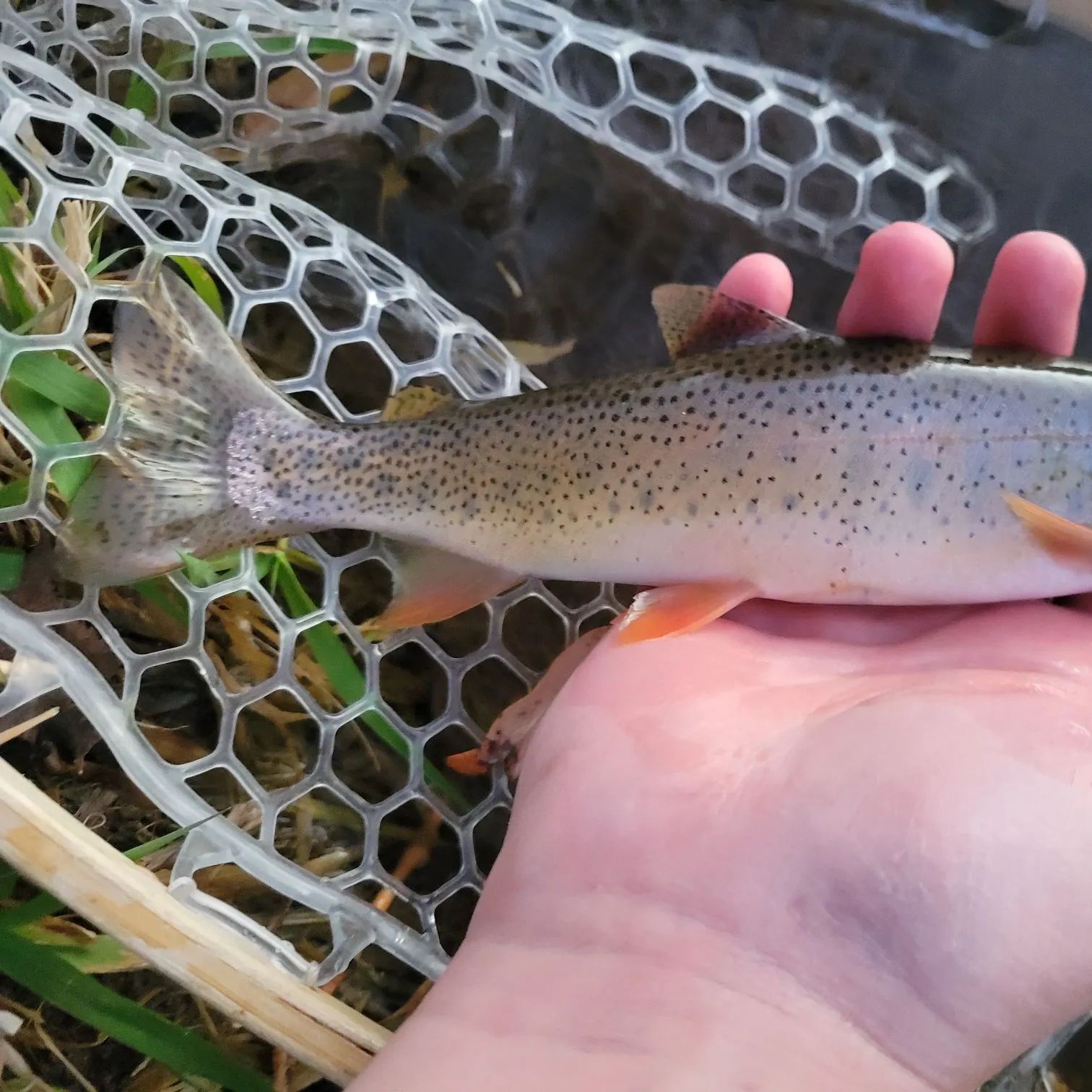 Snake River fine-spotted cutthroat trout caught on Fishbrain