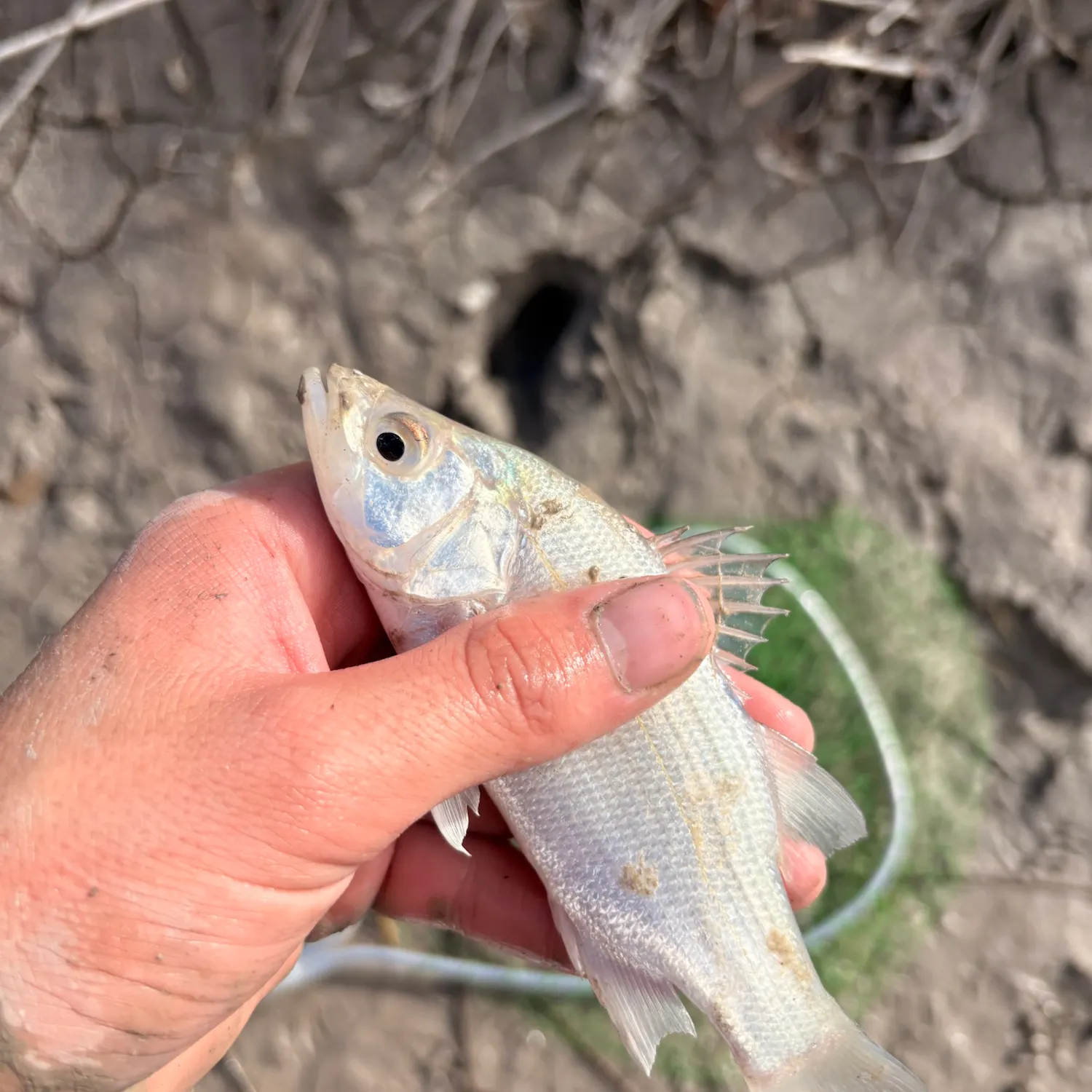 White bass caught on Fishbrain