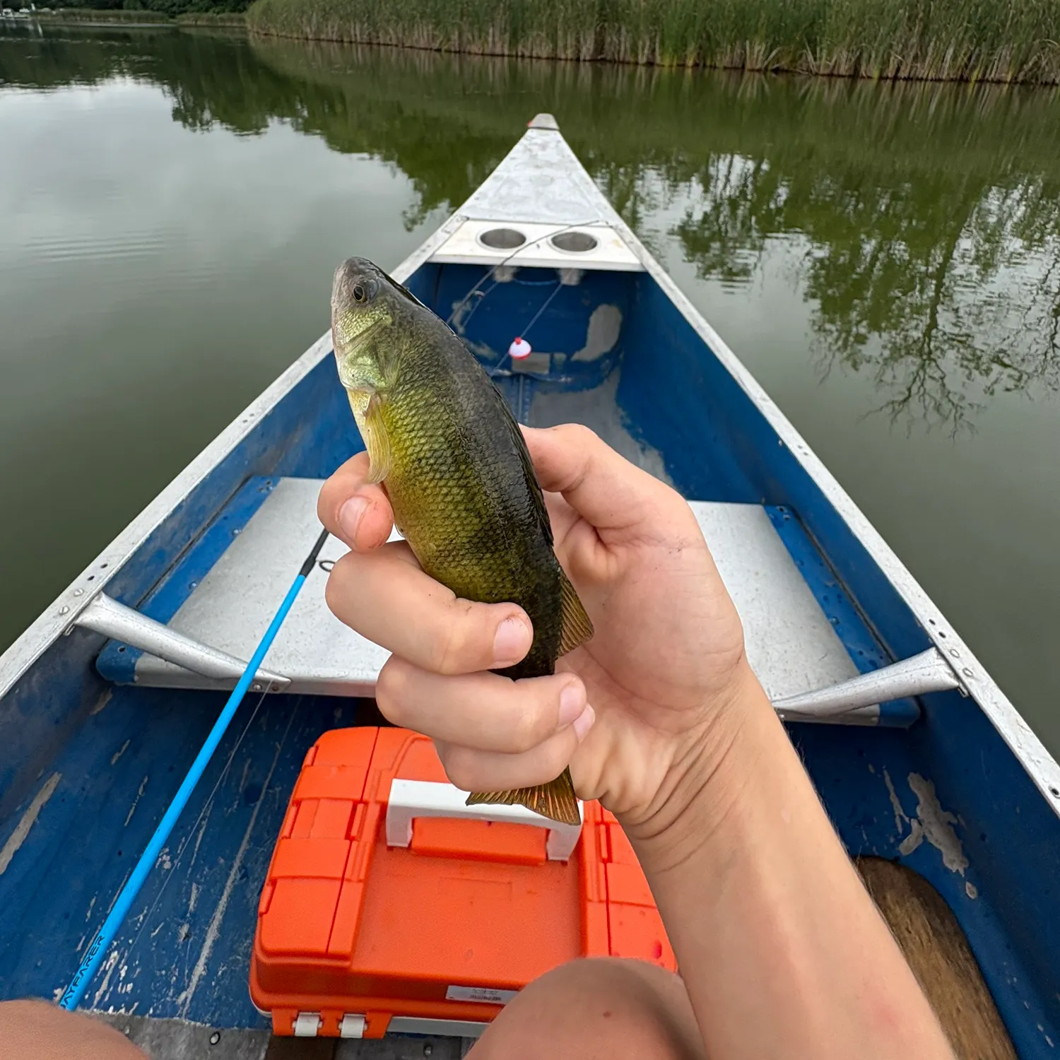 Yellow perch caught on Fishbrain