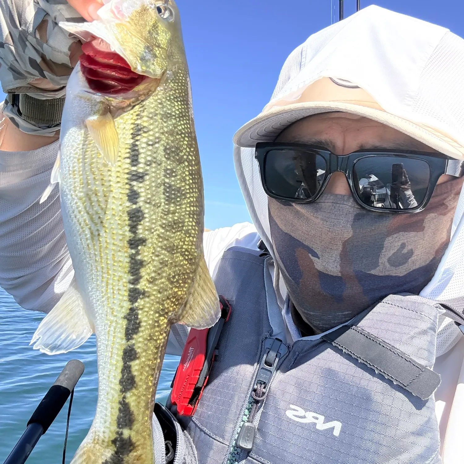 Spotted bass caught on Fishbrain