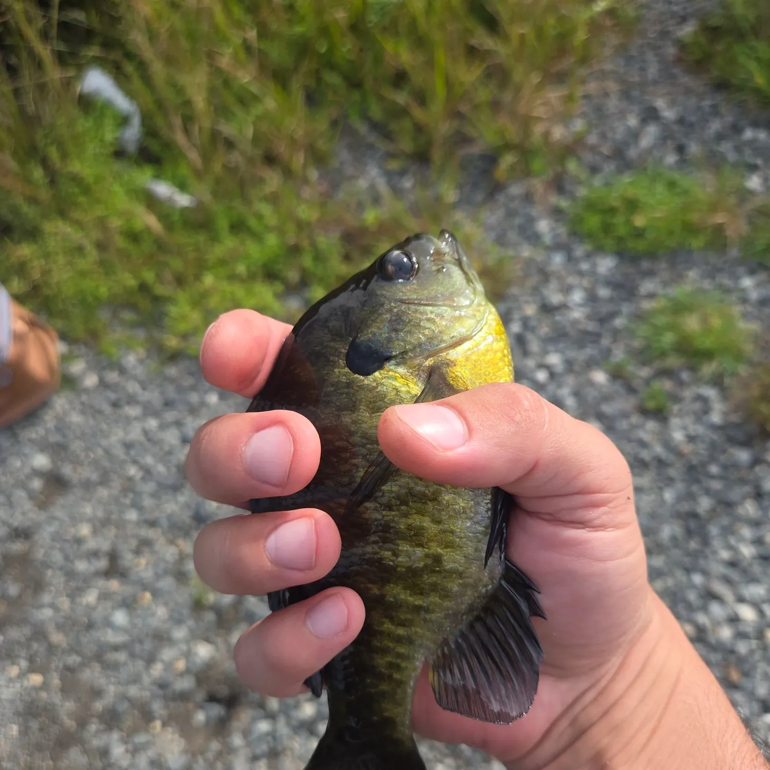 Bluegill caught on Fishbrain