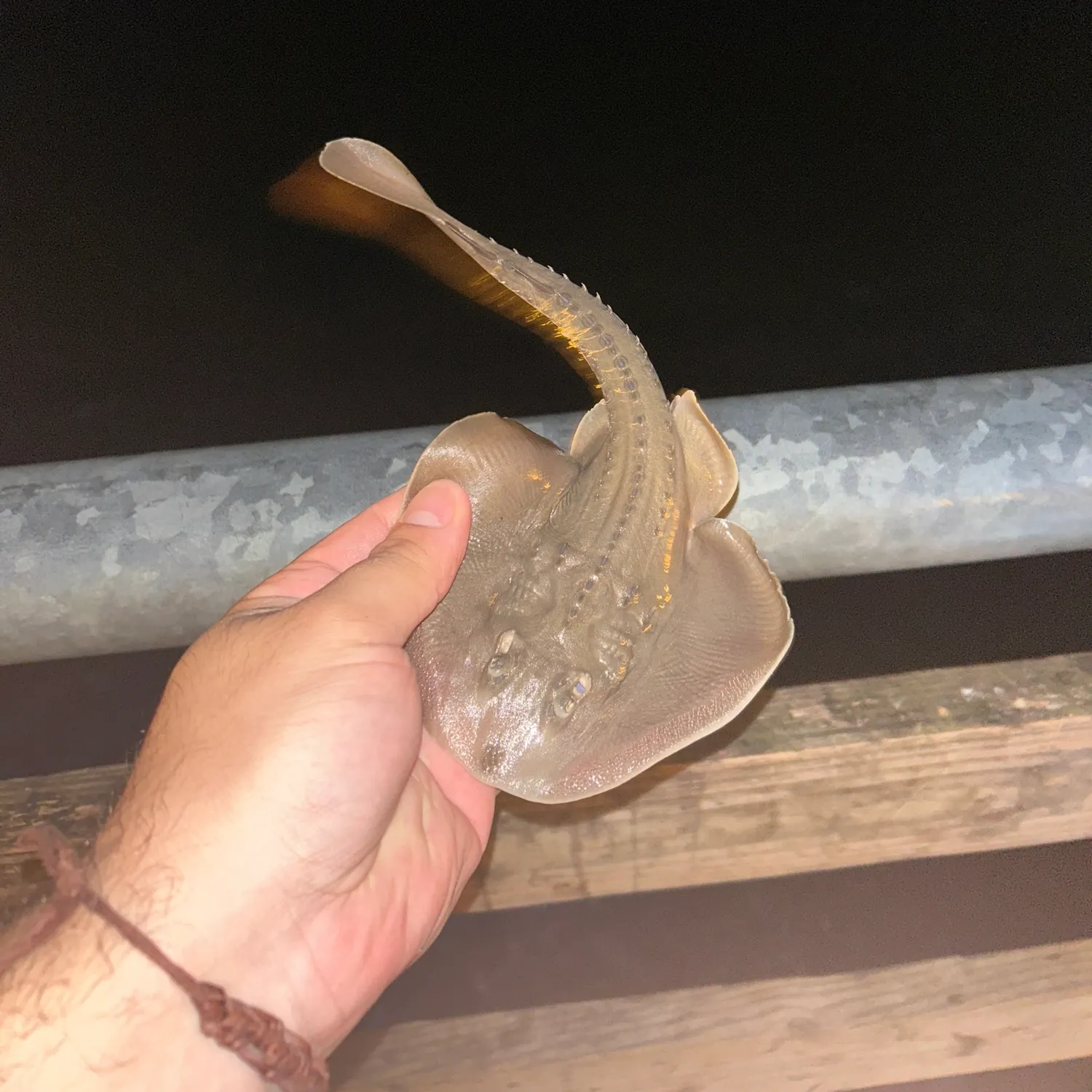 The most recent Thornback ray catches on Fishbrain
