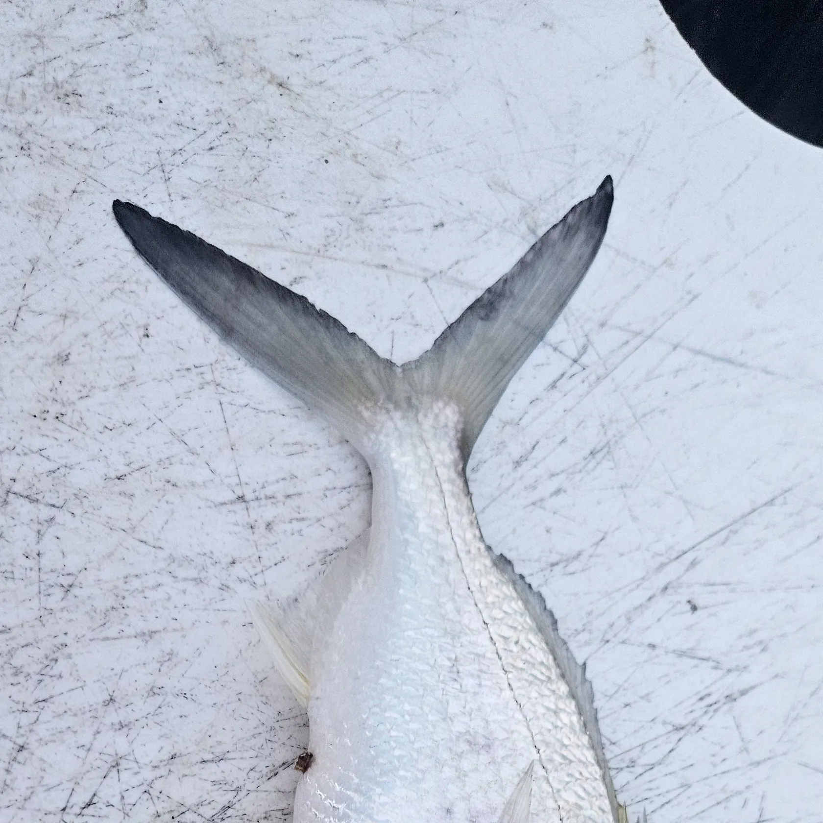 The most recent Yellowfin mojarra catches on Fishbrain