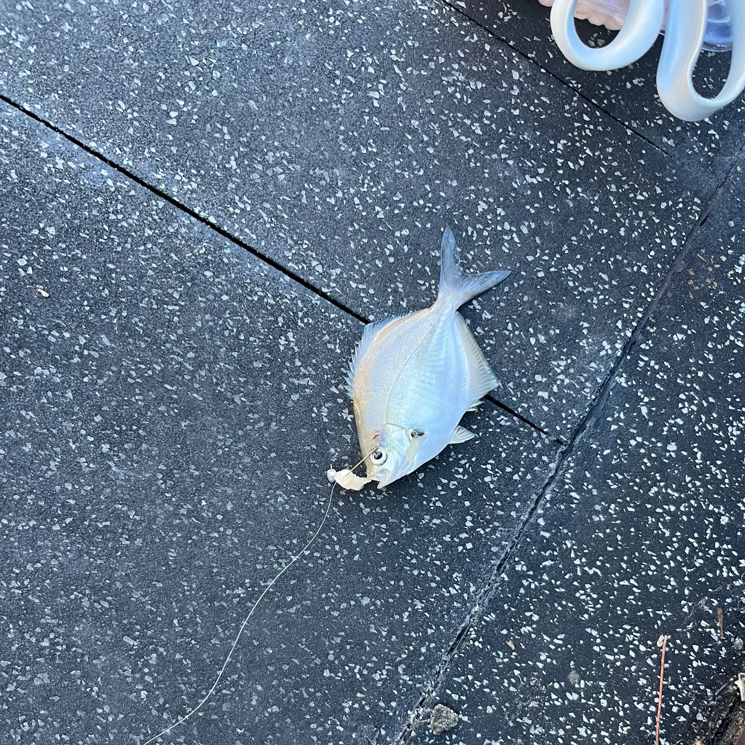 The most recent Silver sweep catches on Fishbrain