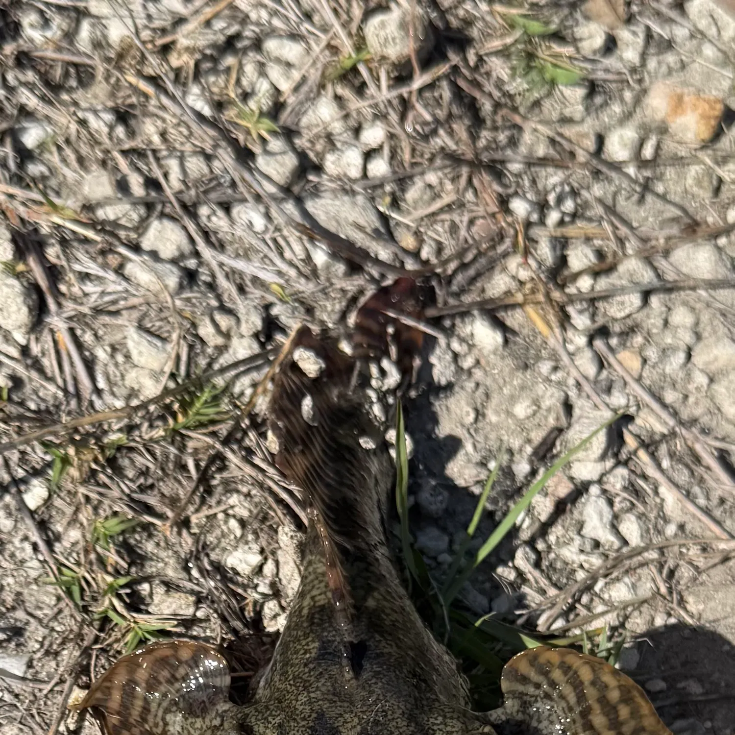 The most recent Oyster toadfish catches on Fishbrain
