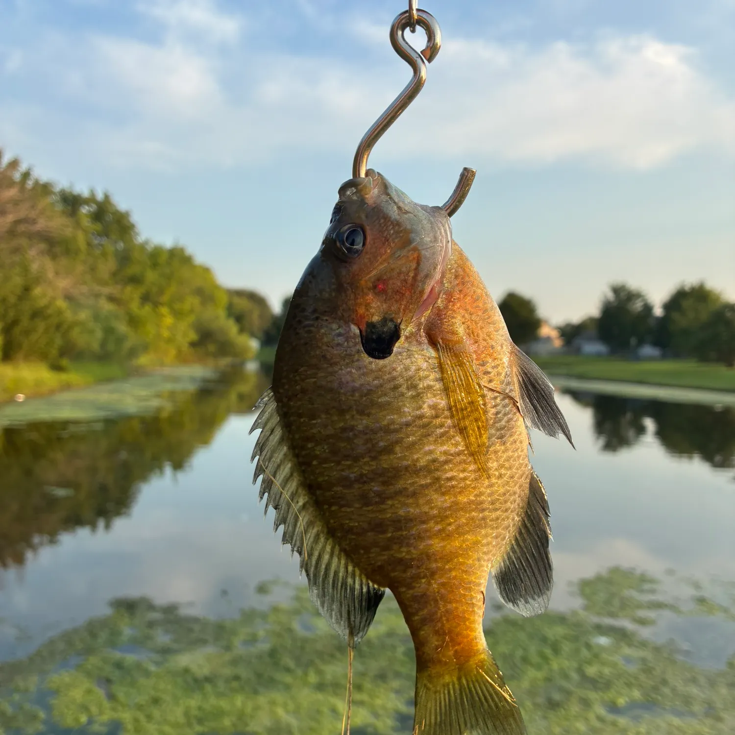 Bluegill caught on Fishbrain