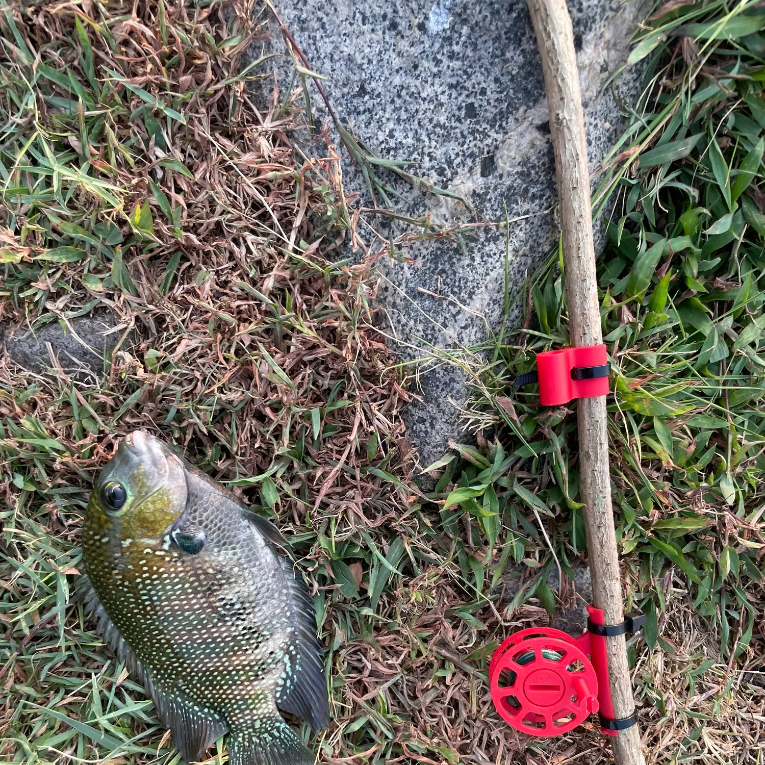 The most recent Pearlspot catches on Fishbrain