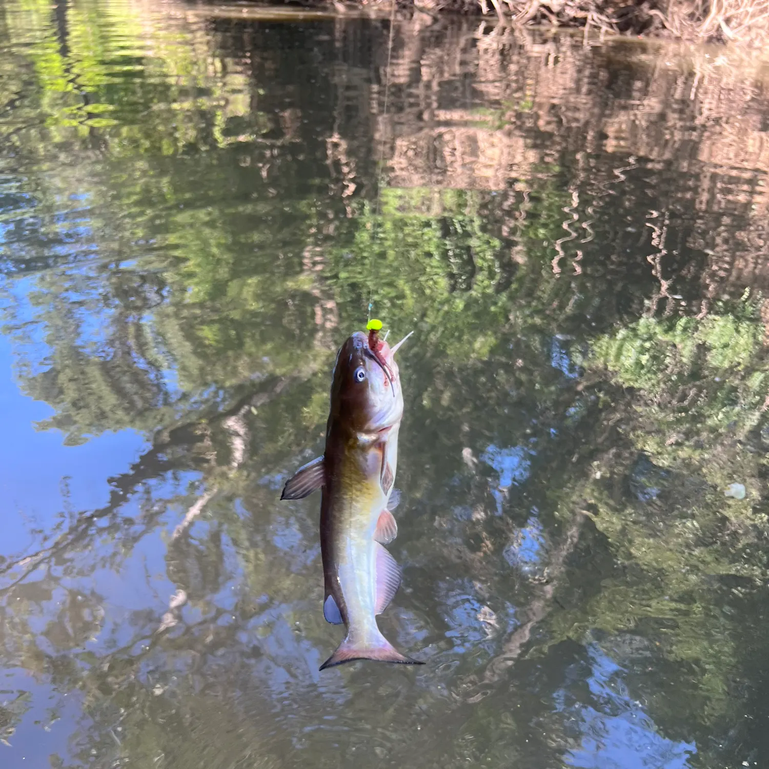 Channel catfish caught on Fishbrain