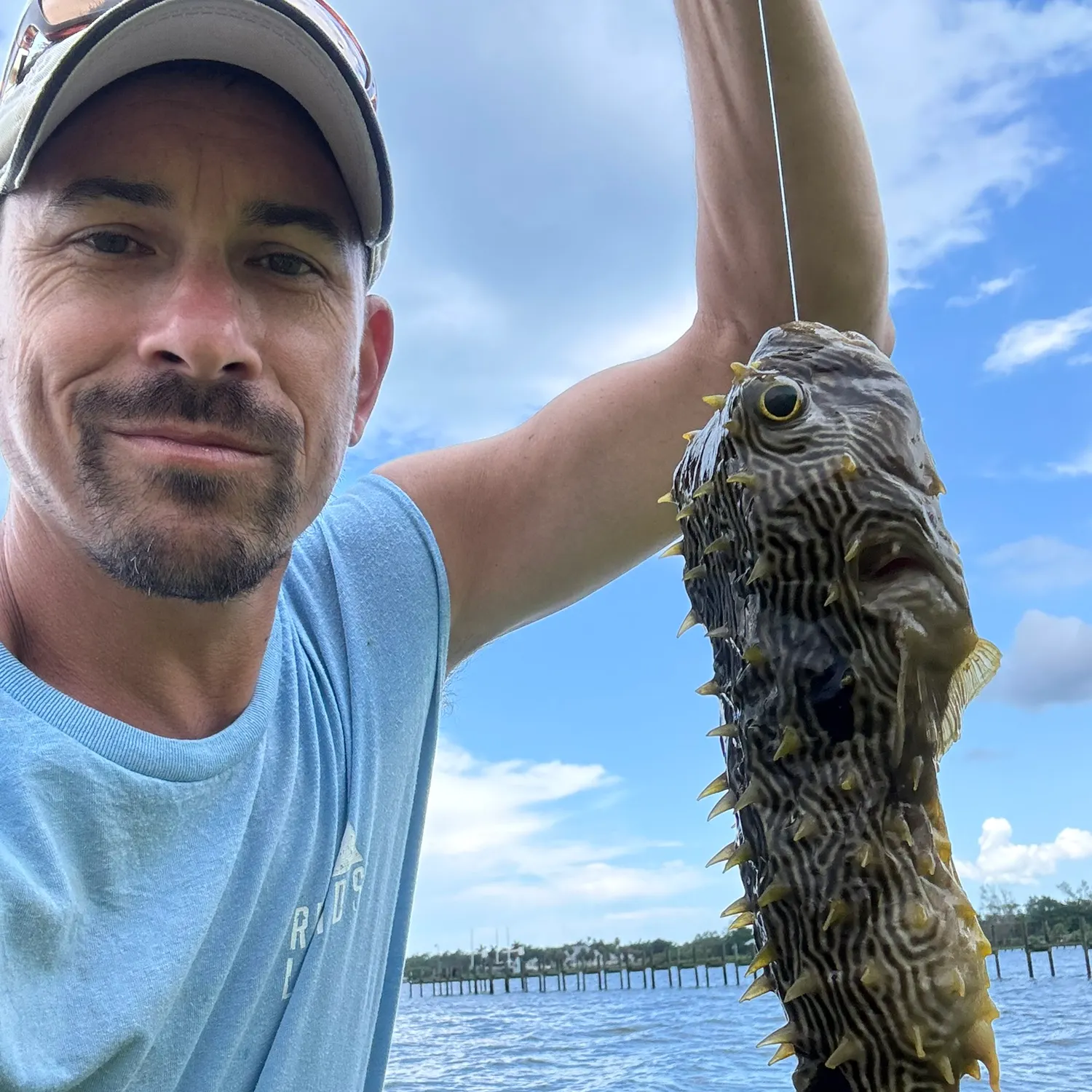 The most recent Striped burrfish catches on Fishbrain