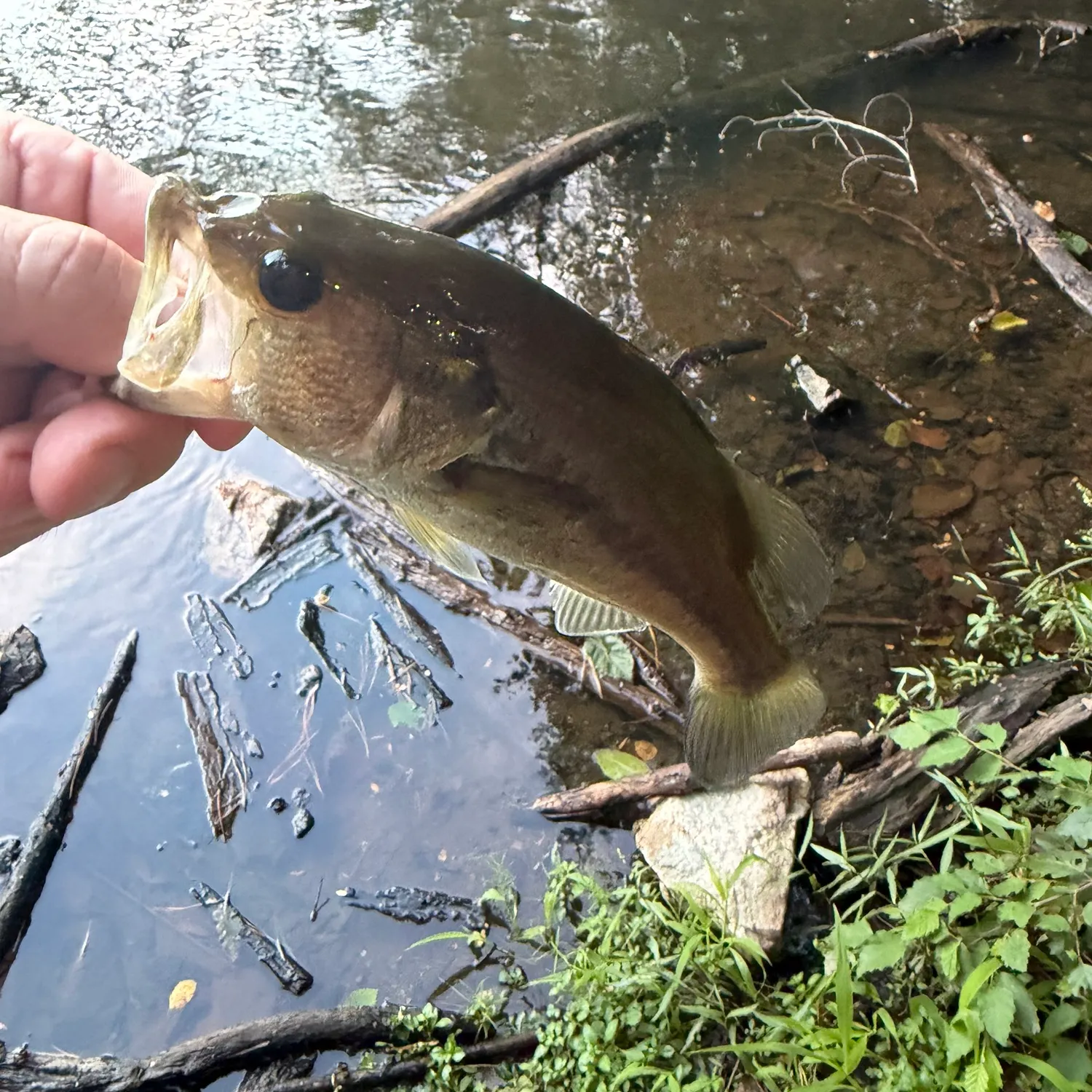 Largemouth bass caught on Fishbrain