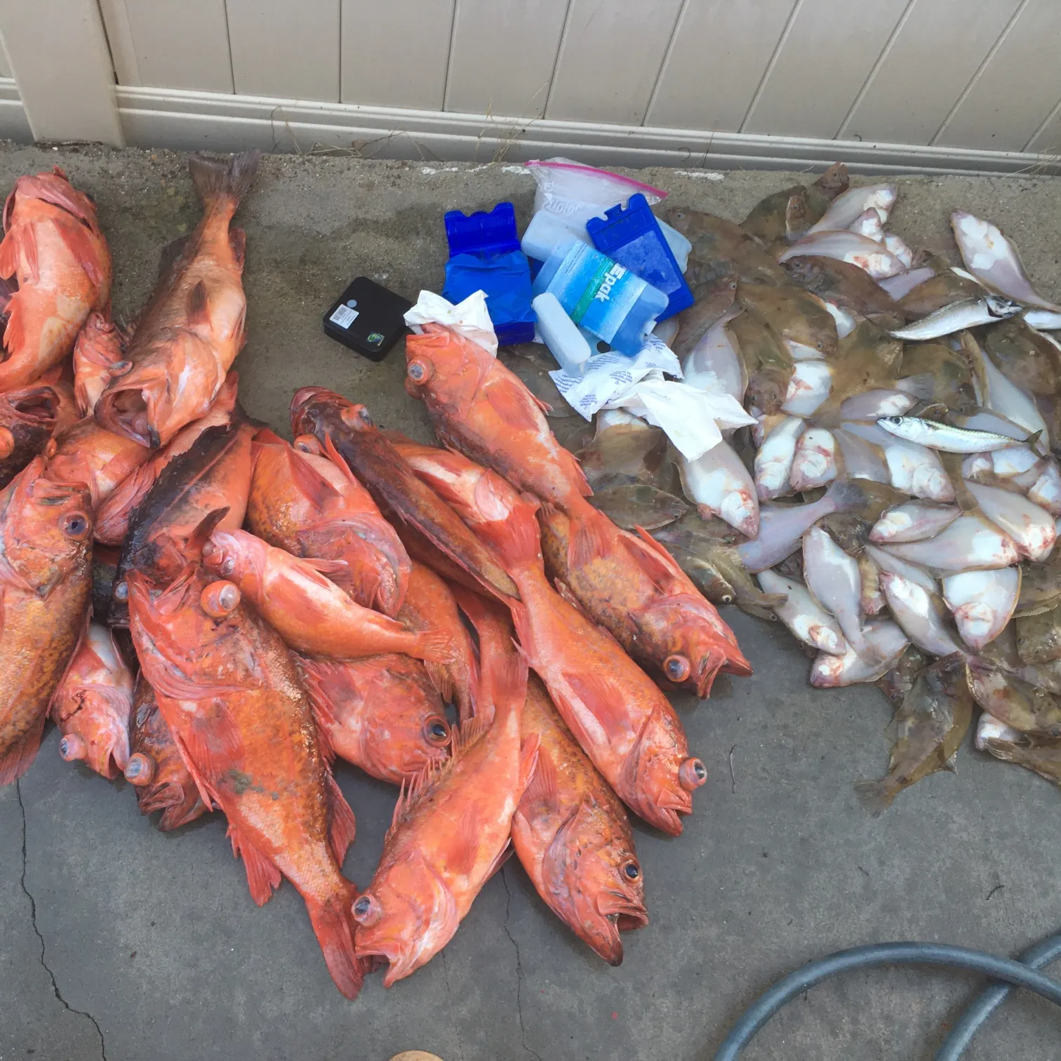 The most recent Vermilion rockfish catches on Fishbrain