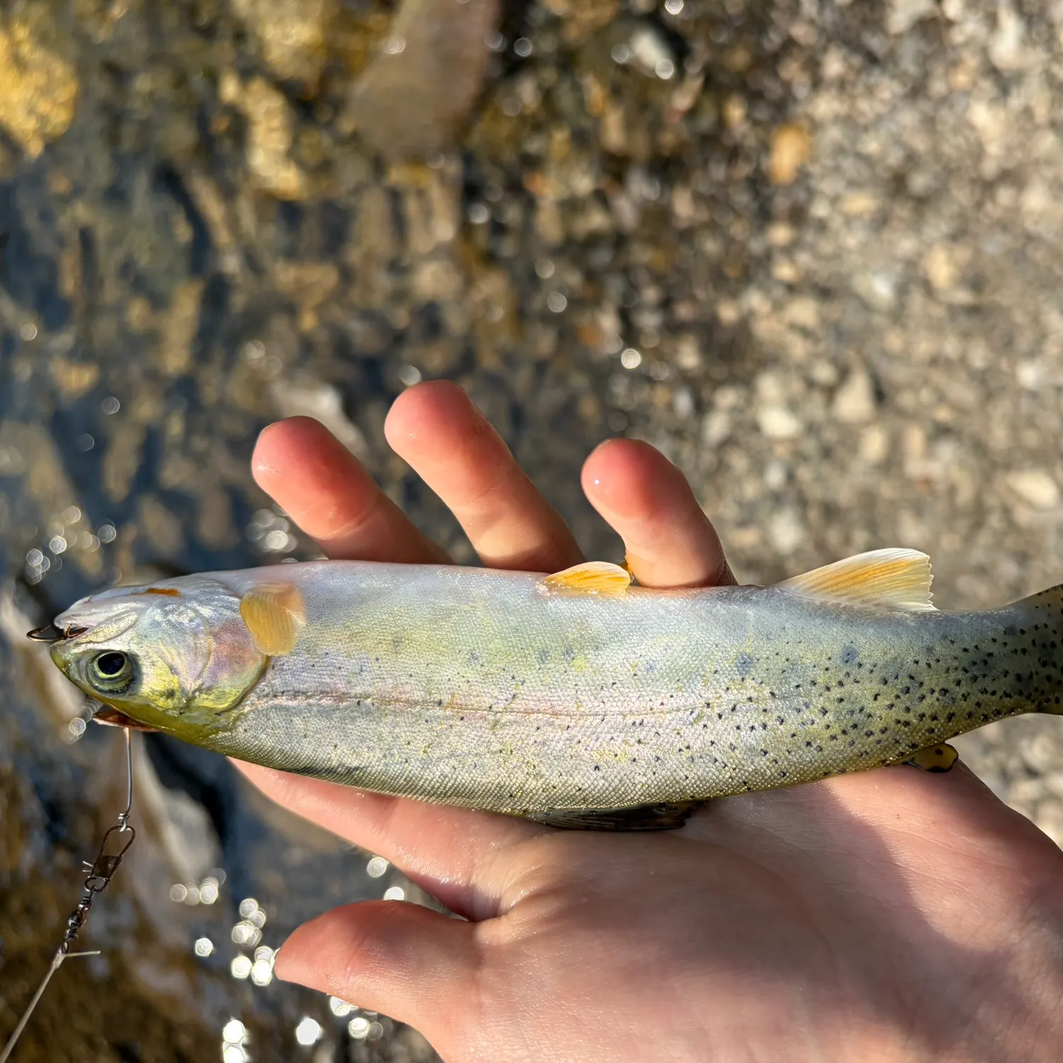 Fish caught on Fishbrain