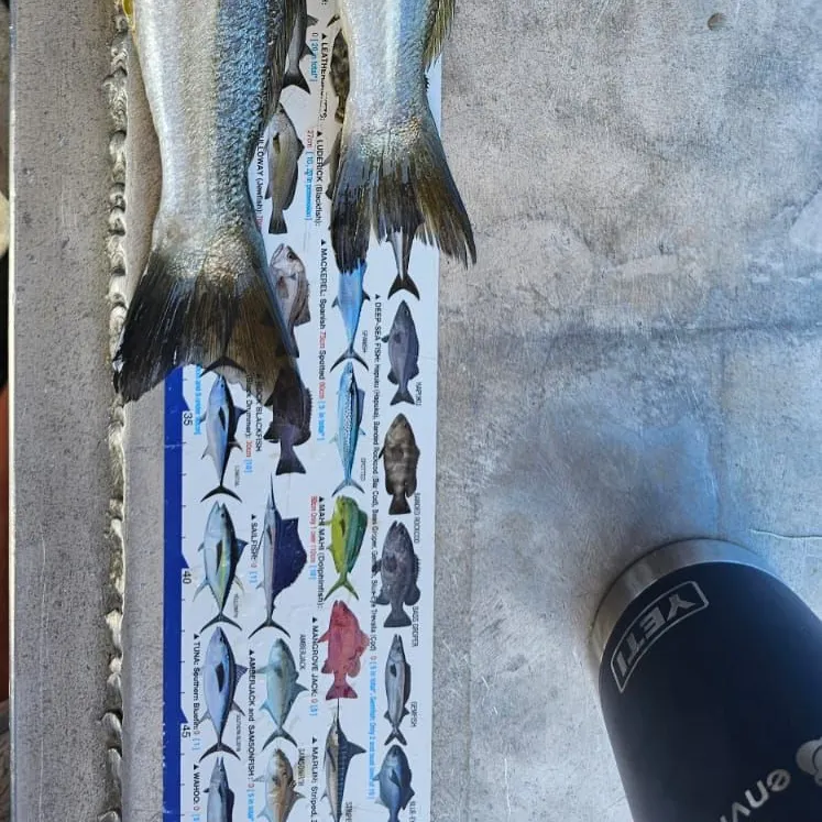 The most recent Sand sillago catches on Fishbrain