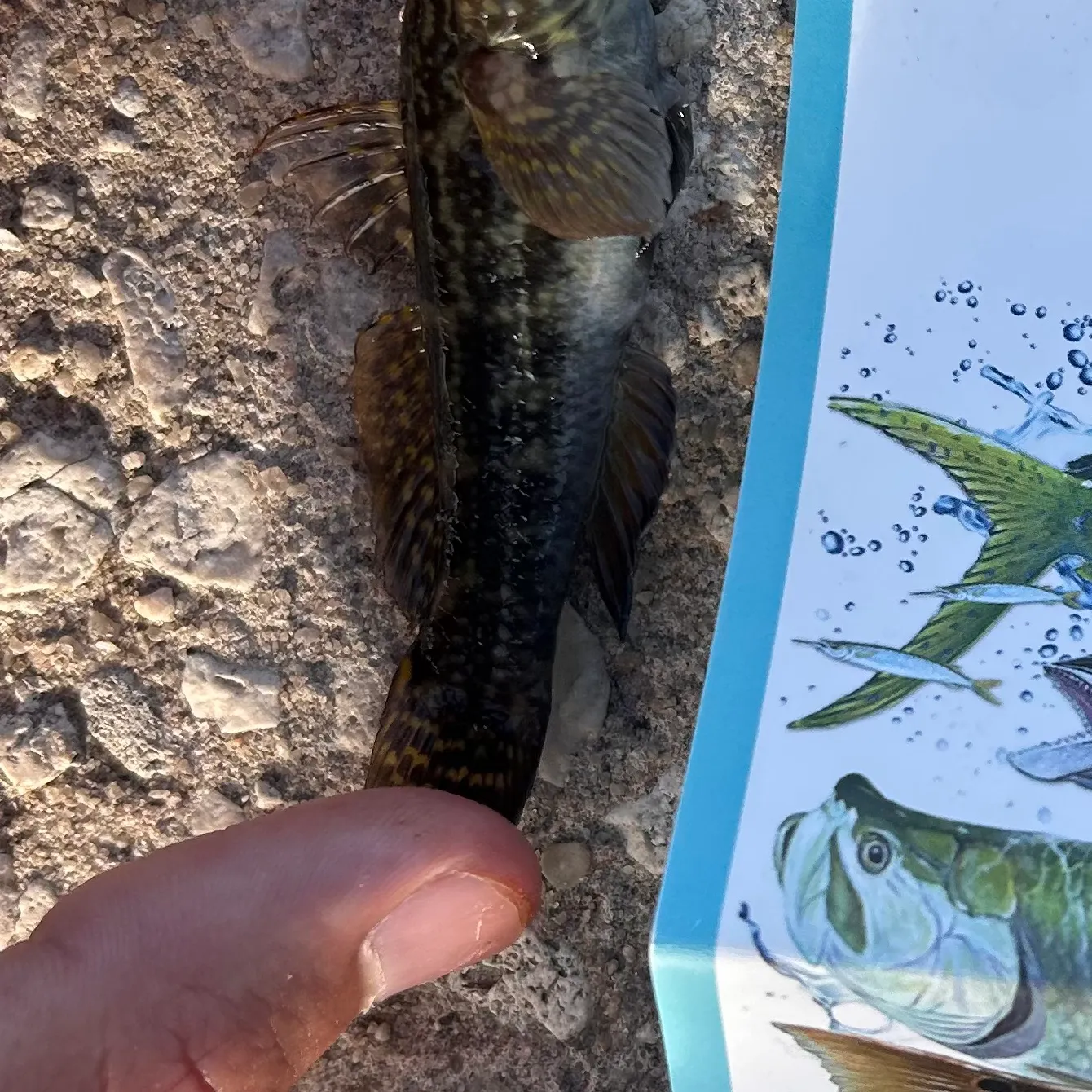 The most recent Black goby catches on Fishbrain