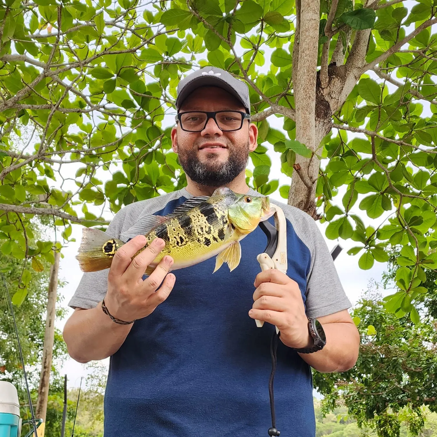 The most recent Speckled peacock bass catches on Fishbrain
