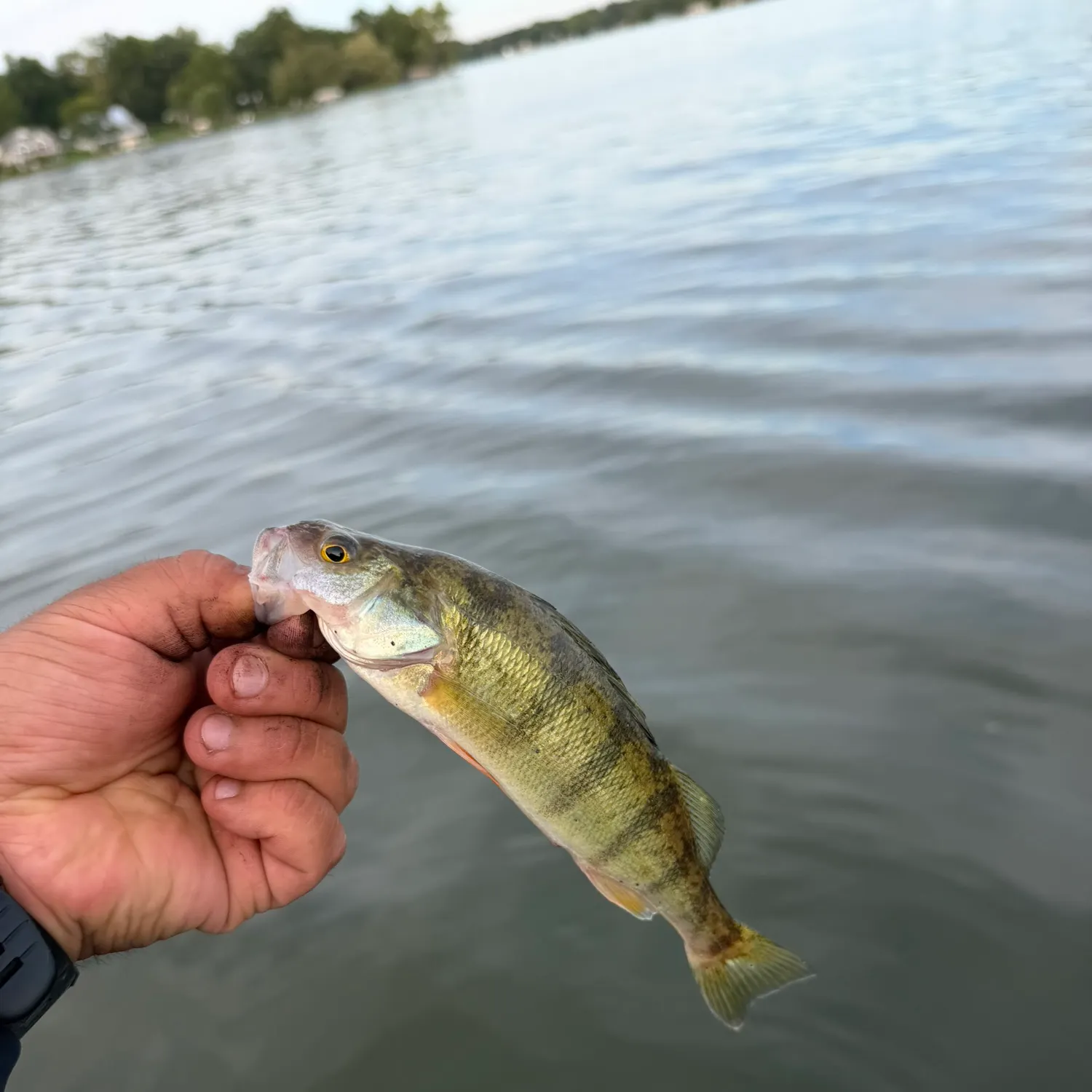 Yellow perch caught on Fishbrain