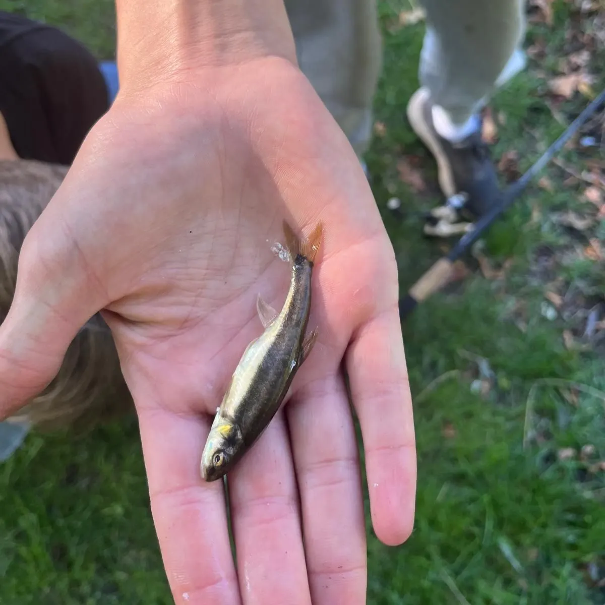 The most recent Eurasian minnow catches on Fishbrain