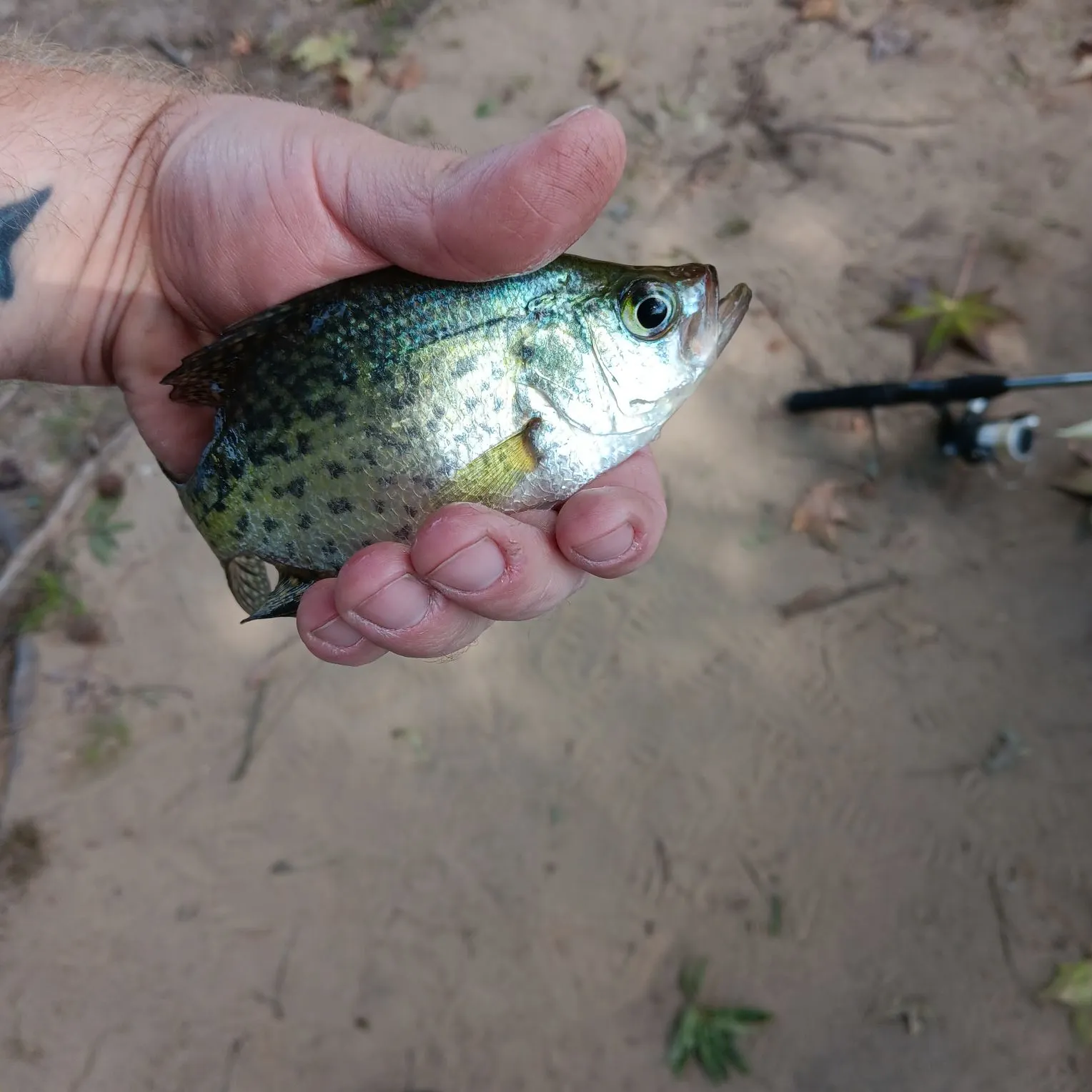 Black crappie caught on Fishbrain