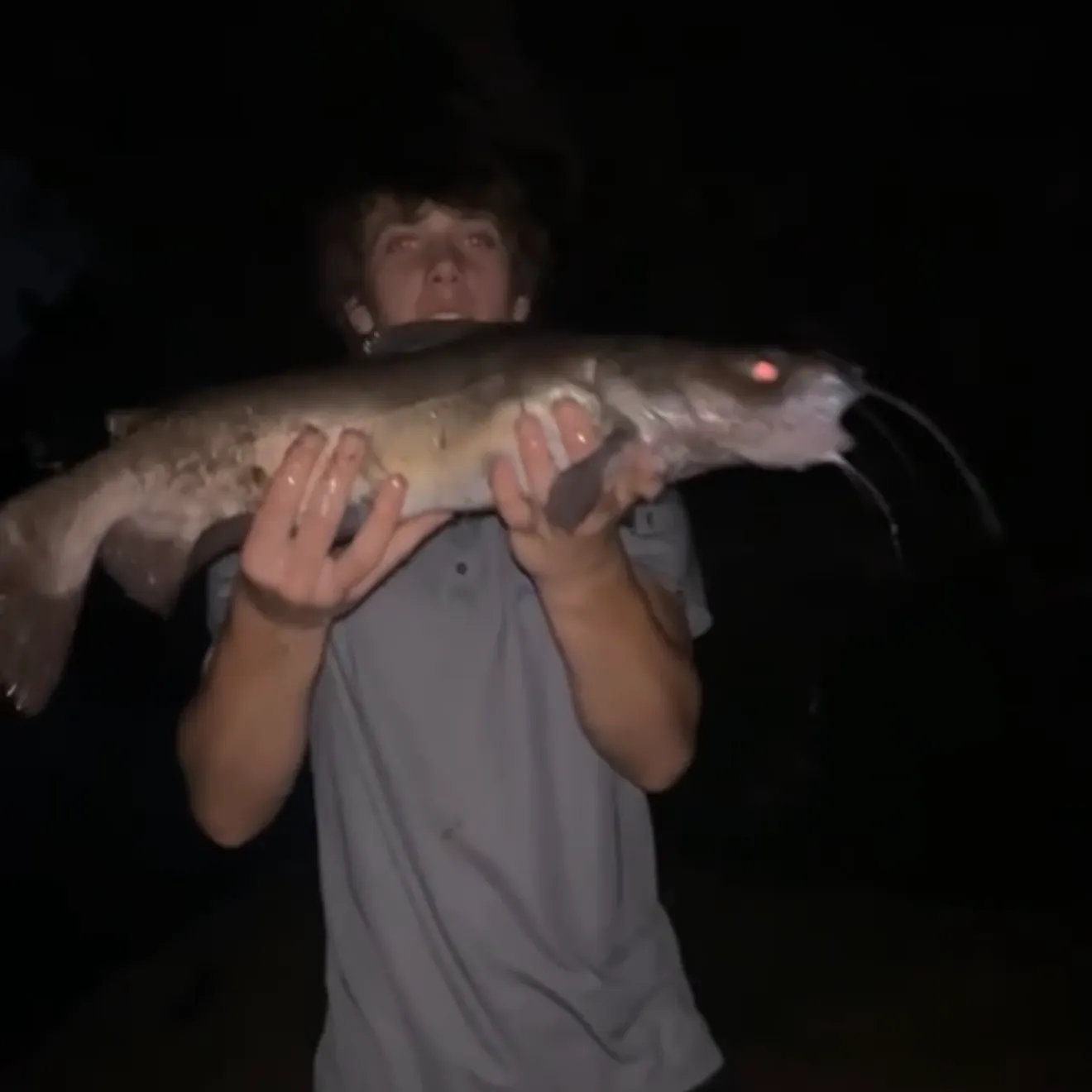 Channel catfish caught on Fishbrain