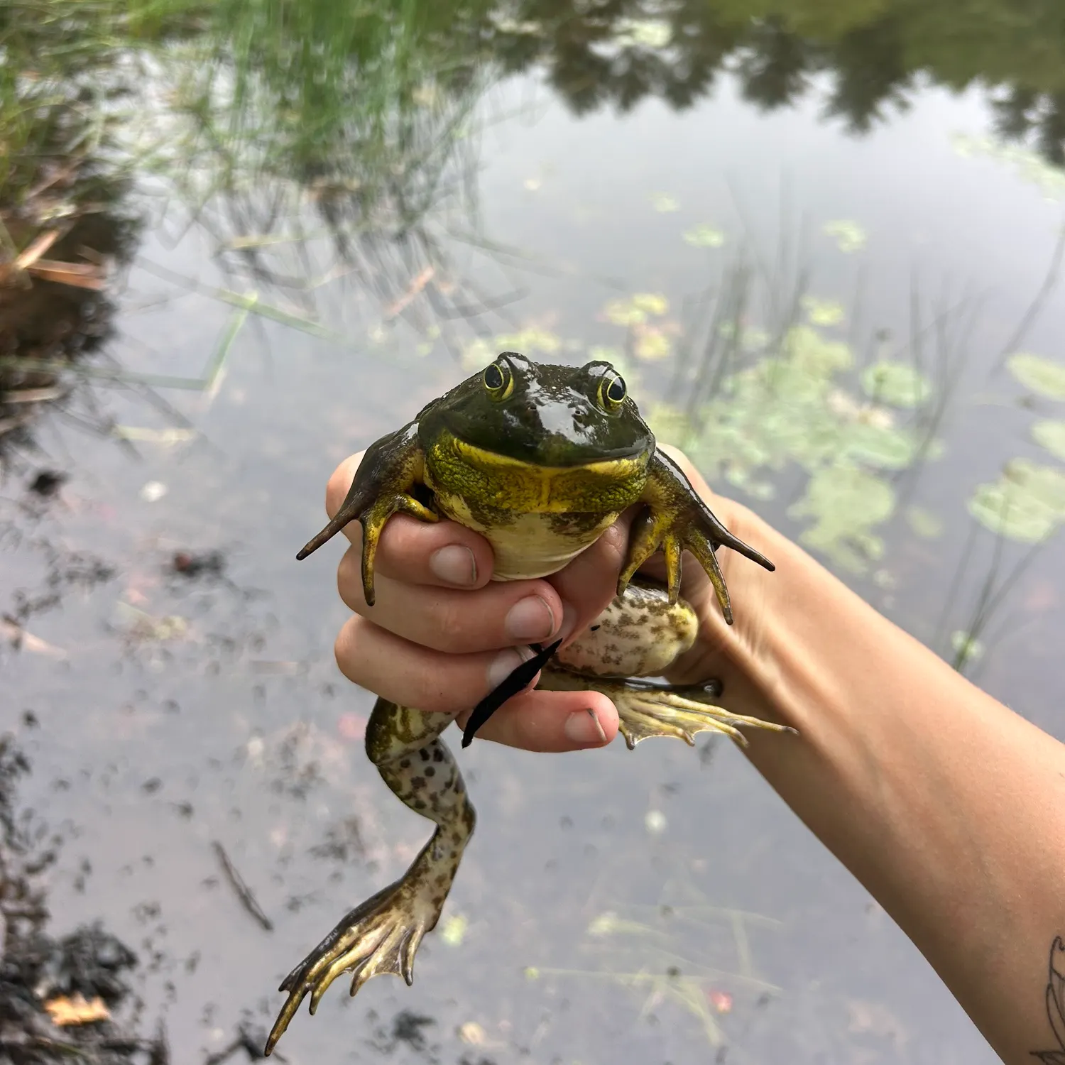 The most recent Frogface goby catches on Fishbrain