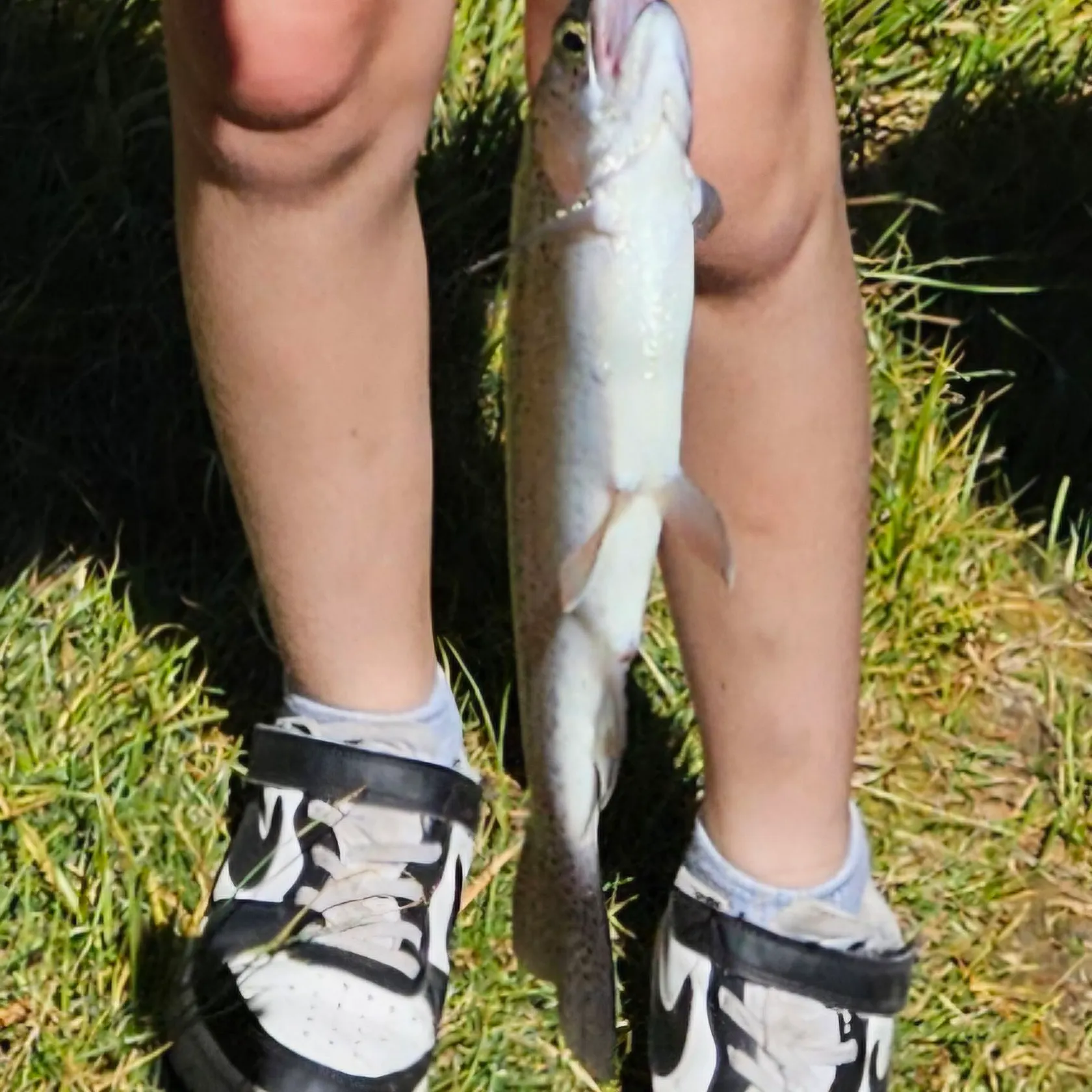 Rainbow trout caught on Fishbrain