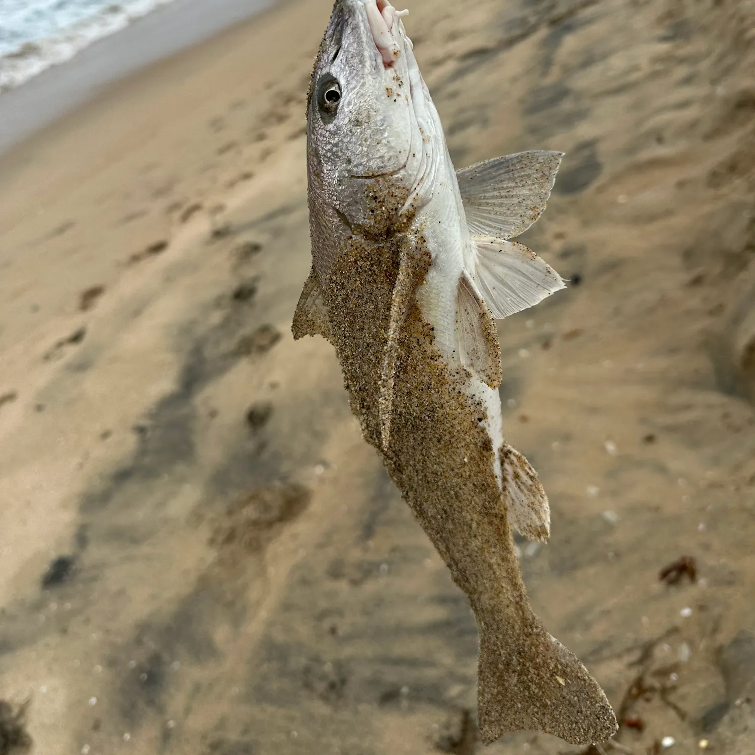 The most recent California corbina catches on Fishbrain