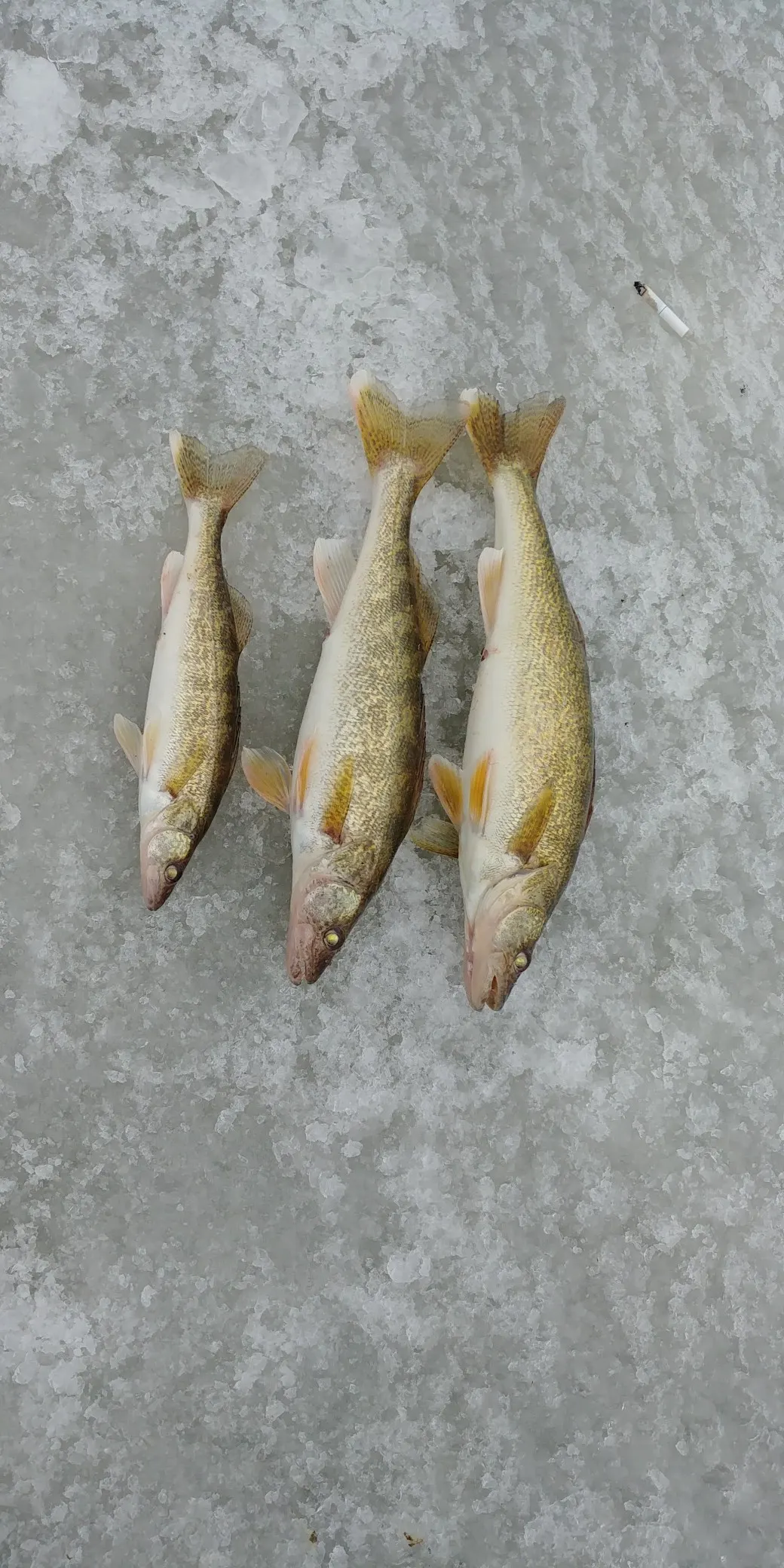 Post image from ambercowell