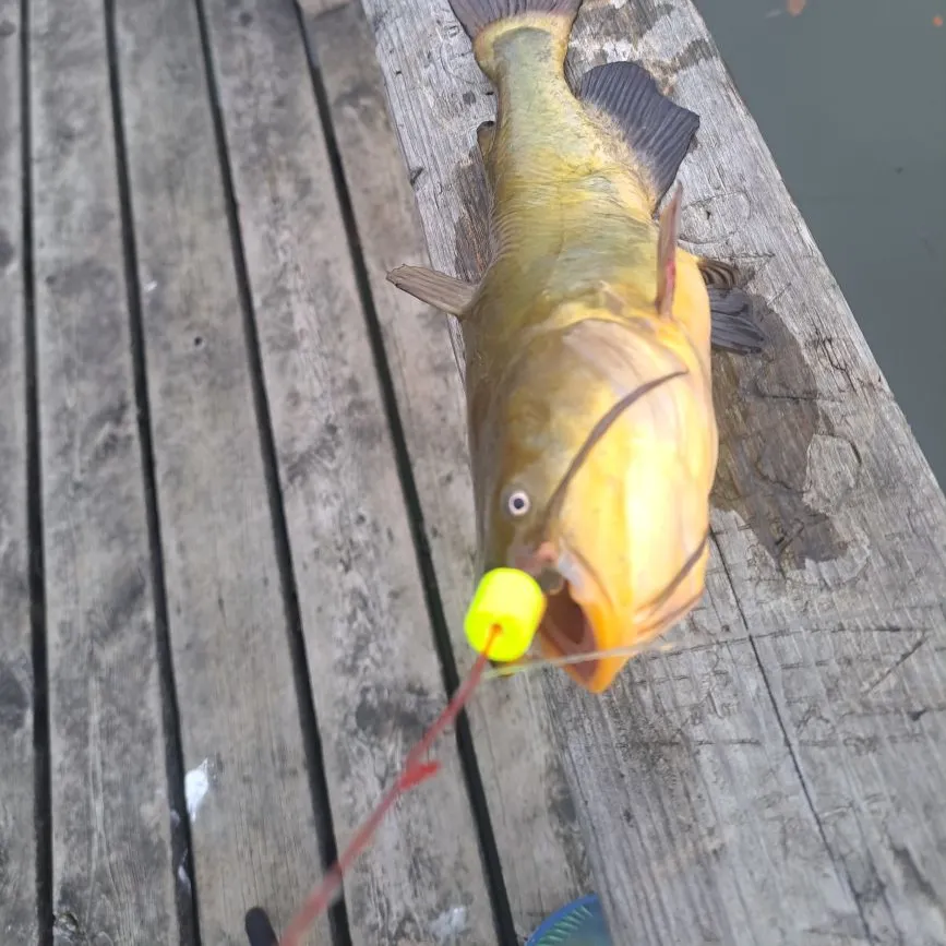 Black bullhead caught on Fishbrain
