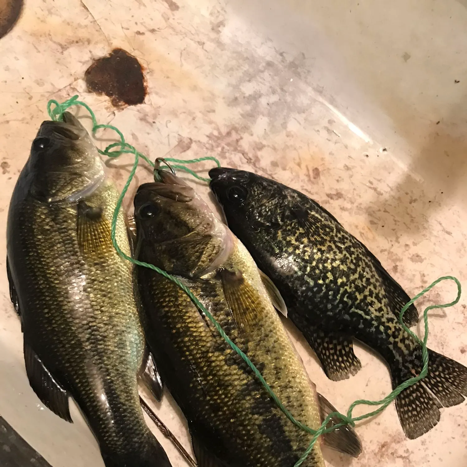 recently logged catches