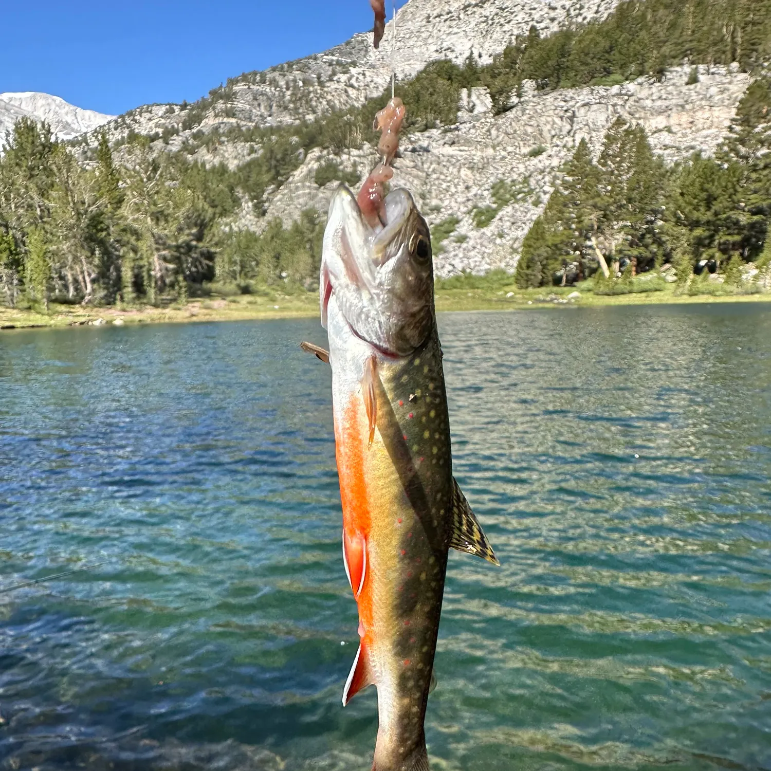 Brook trout caught on Fishbrain