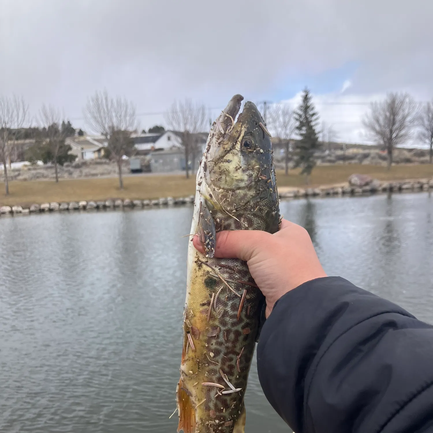 The most recent Tiger trout catches on Fishbrain