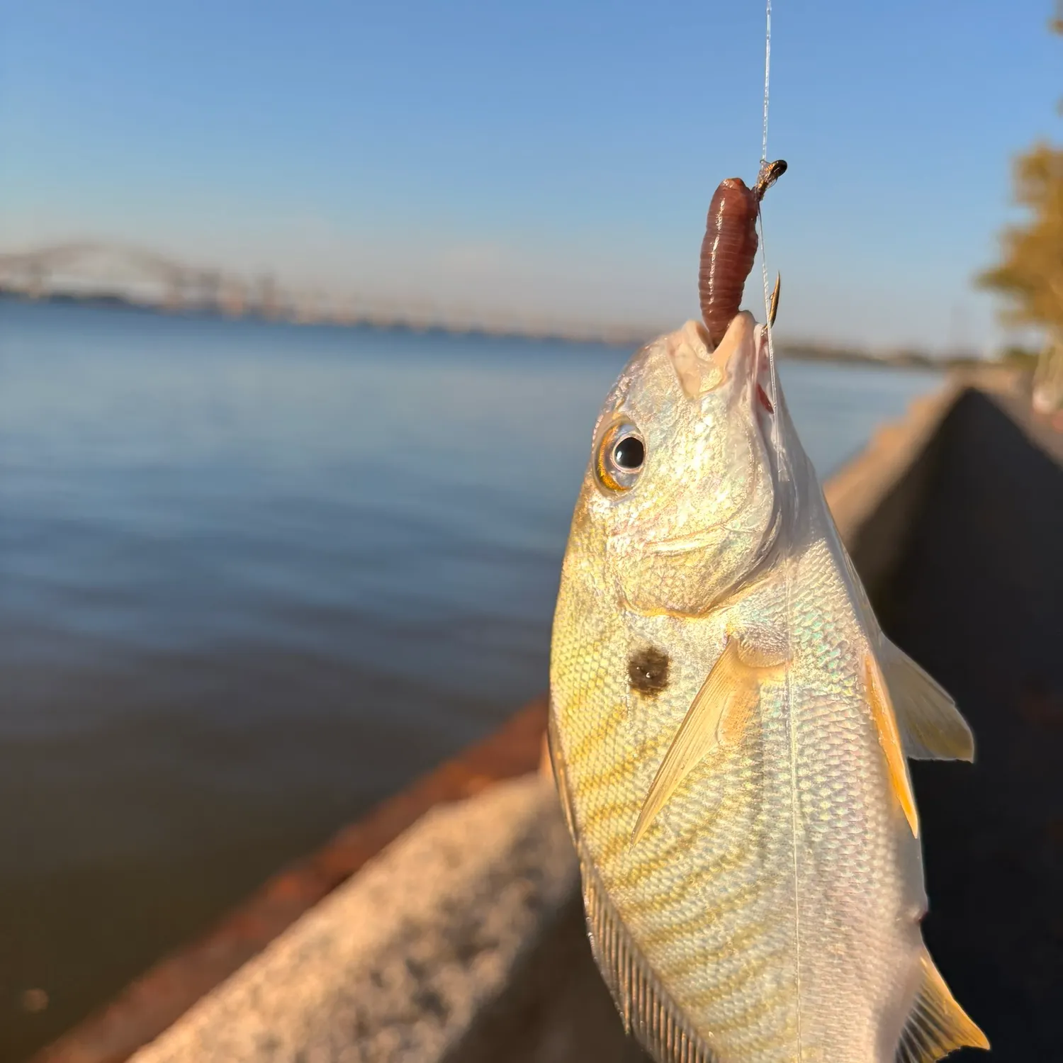 Spot croaker caught on Fishbrain