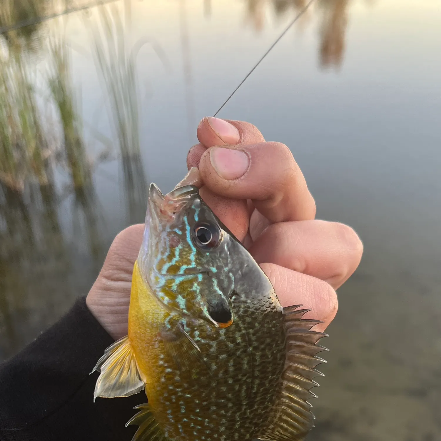 Pumpkingill hybrid caught on Fishbrain