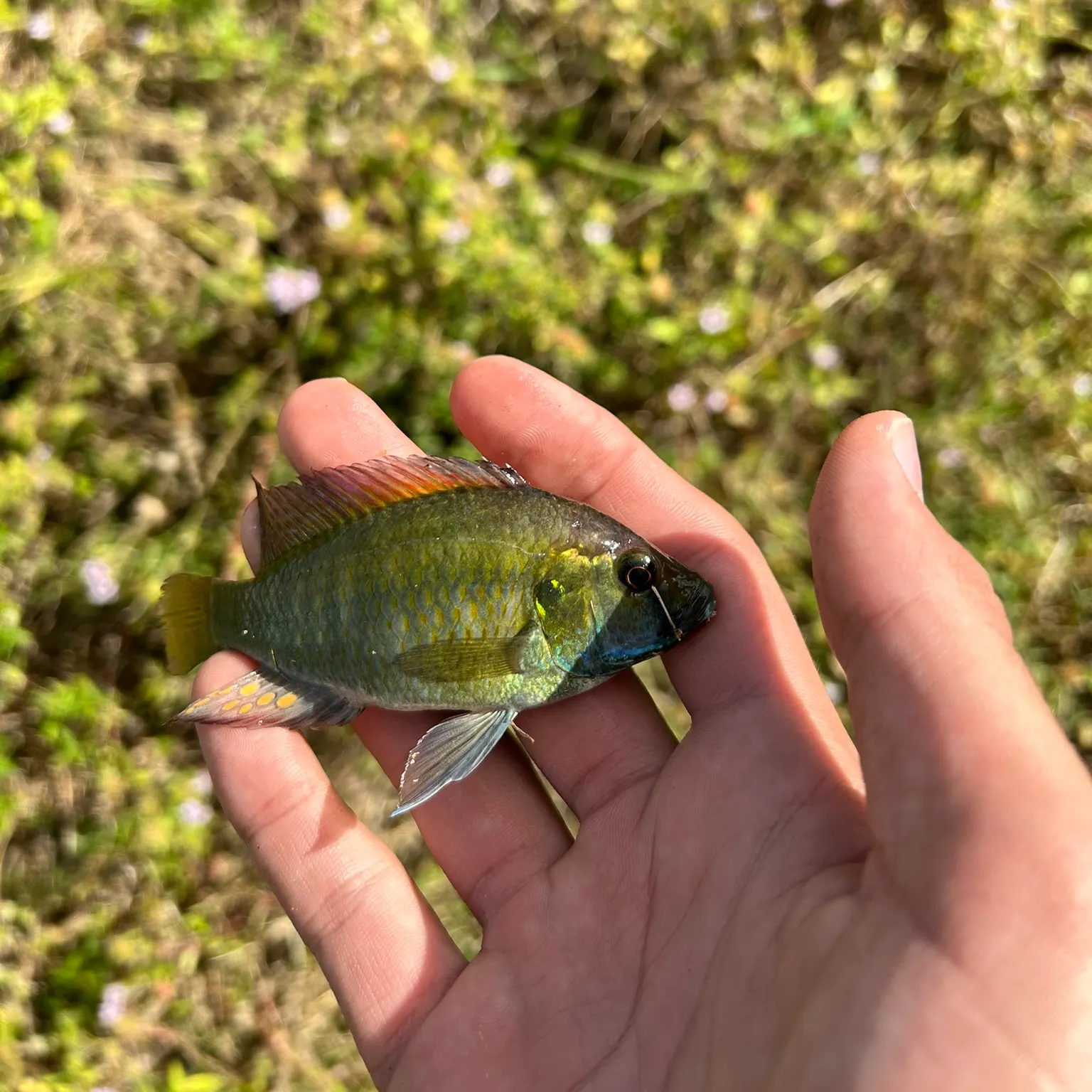 The most recent Eastern happy cichlid catches on Fishbrain