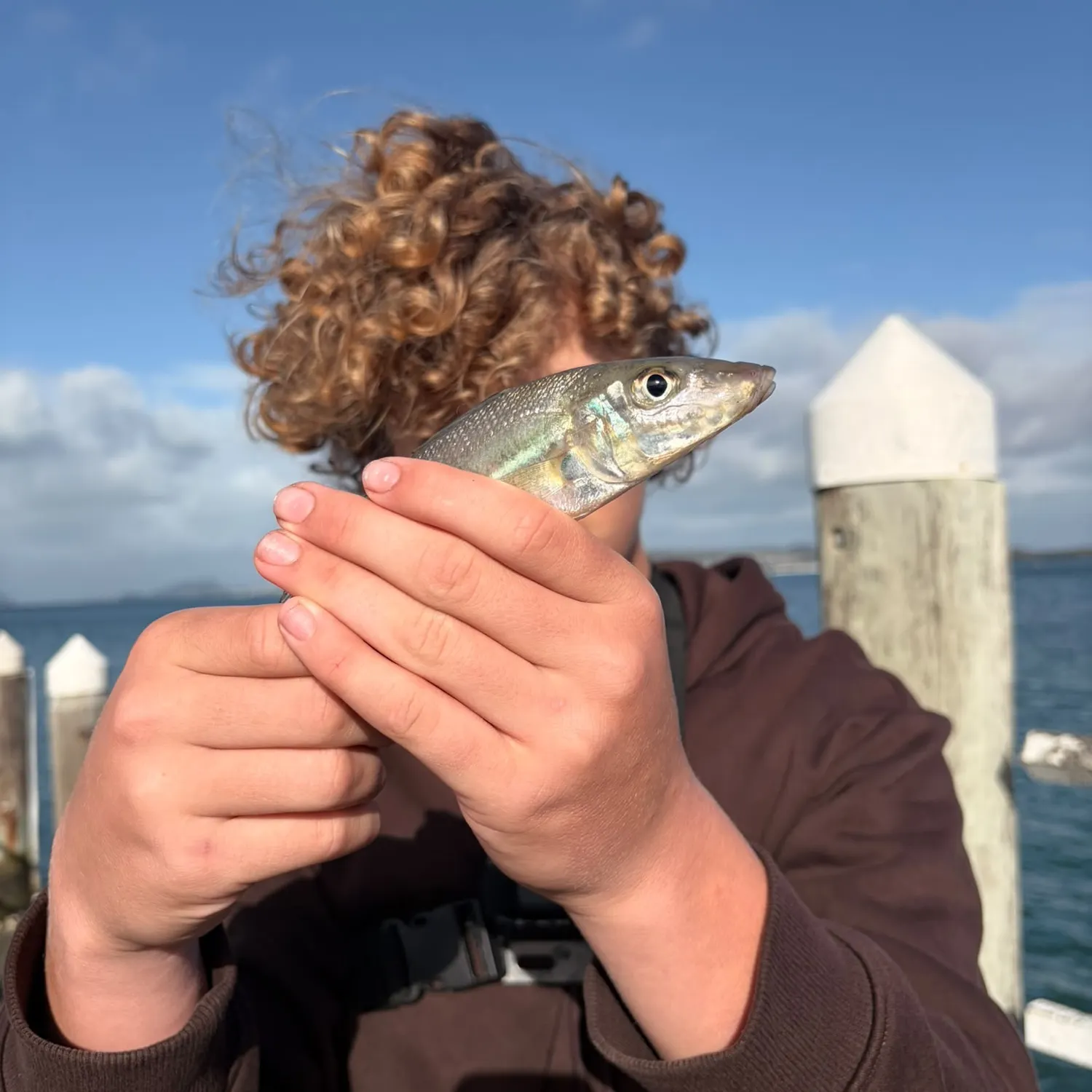 The most recent Sand sillago catches on Fishbrain