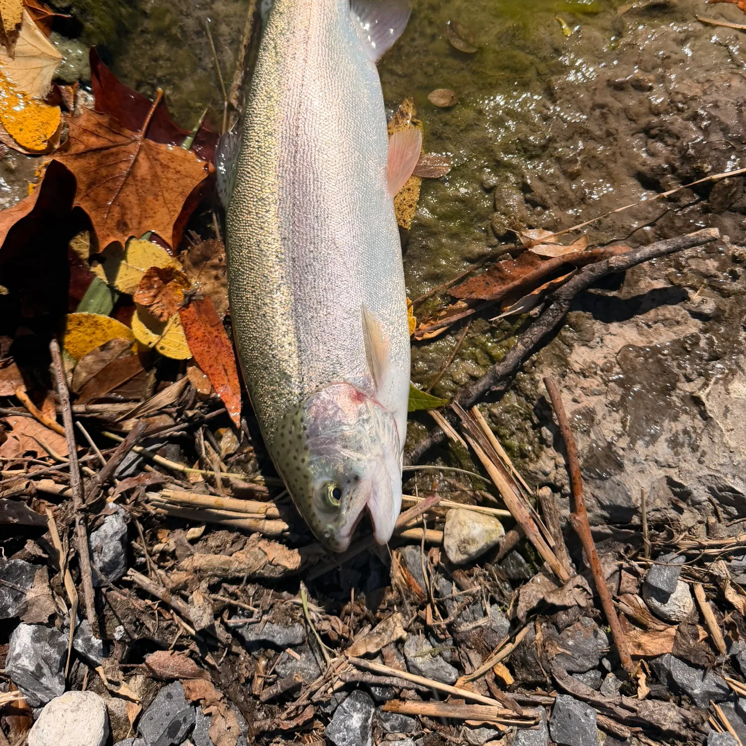Rainbow trout caught on Fishbrain