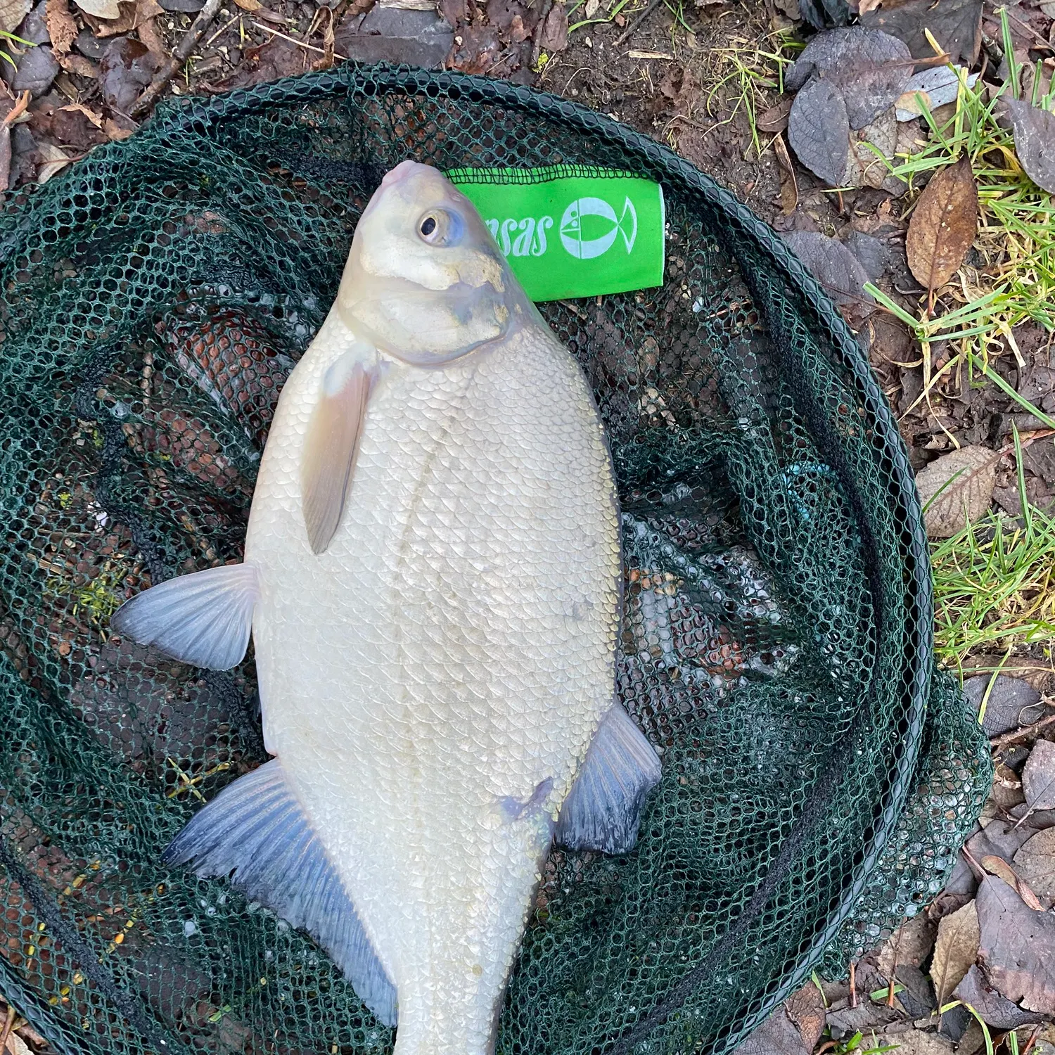 The most recent Common bream catches on Fishbrain