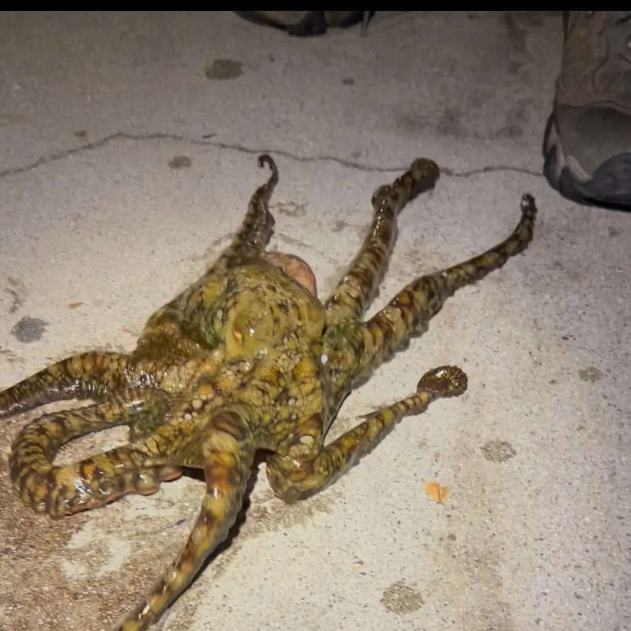 The most recent Common octopus catches on Fishbrain