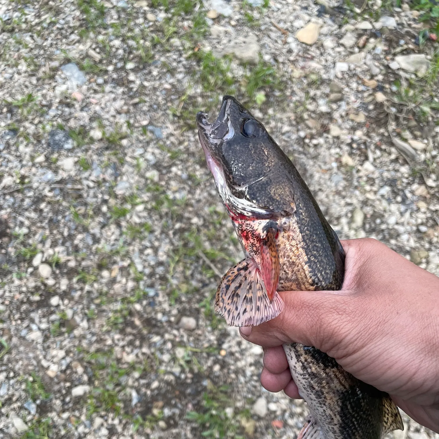 The most recent Sauger catches on Fishbrain