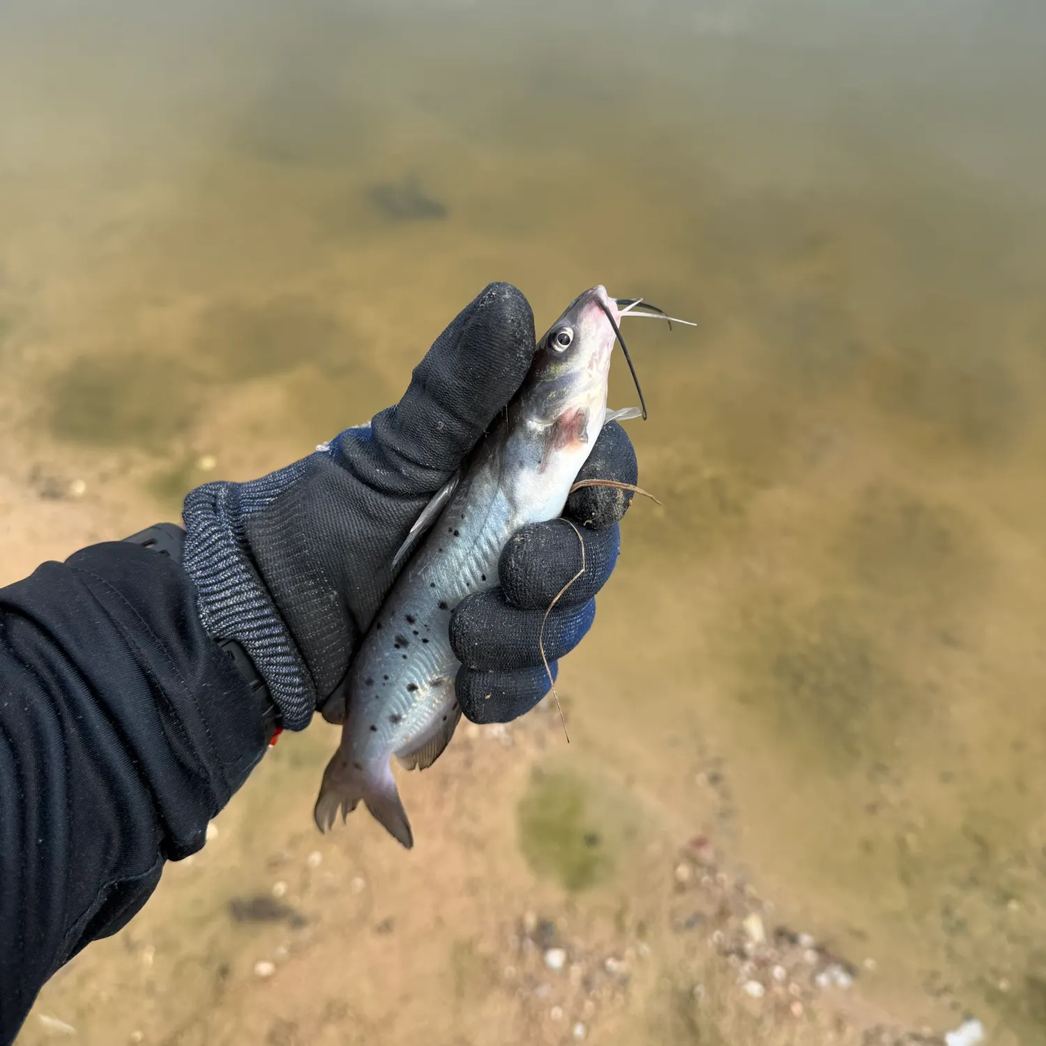Blue catfish caught on Fishbrain