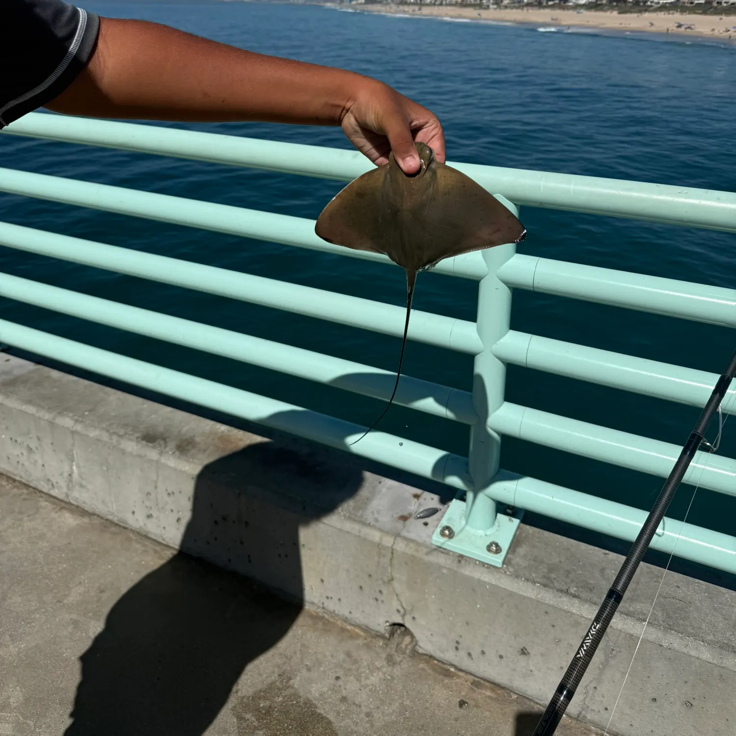 Bat eagle ray caught on Fishbrain