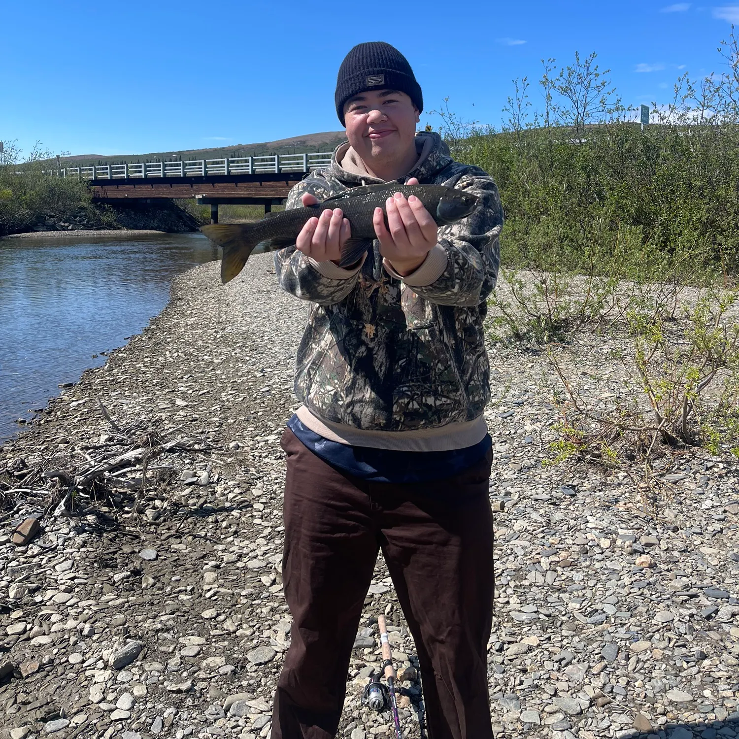 Arctic grayling caught on Fishbrain