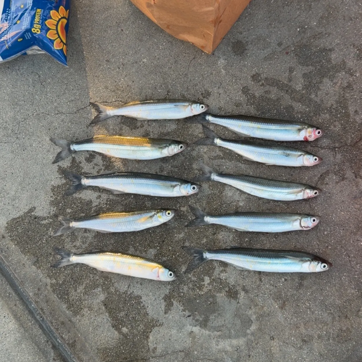 The most recent Surf smelt catches on Fishbrain