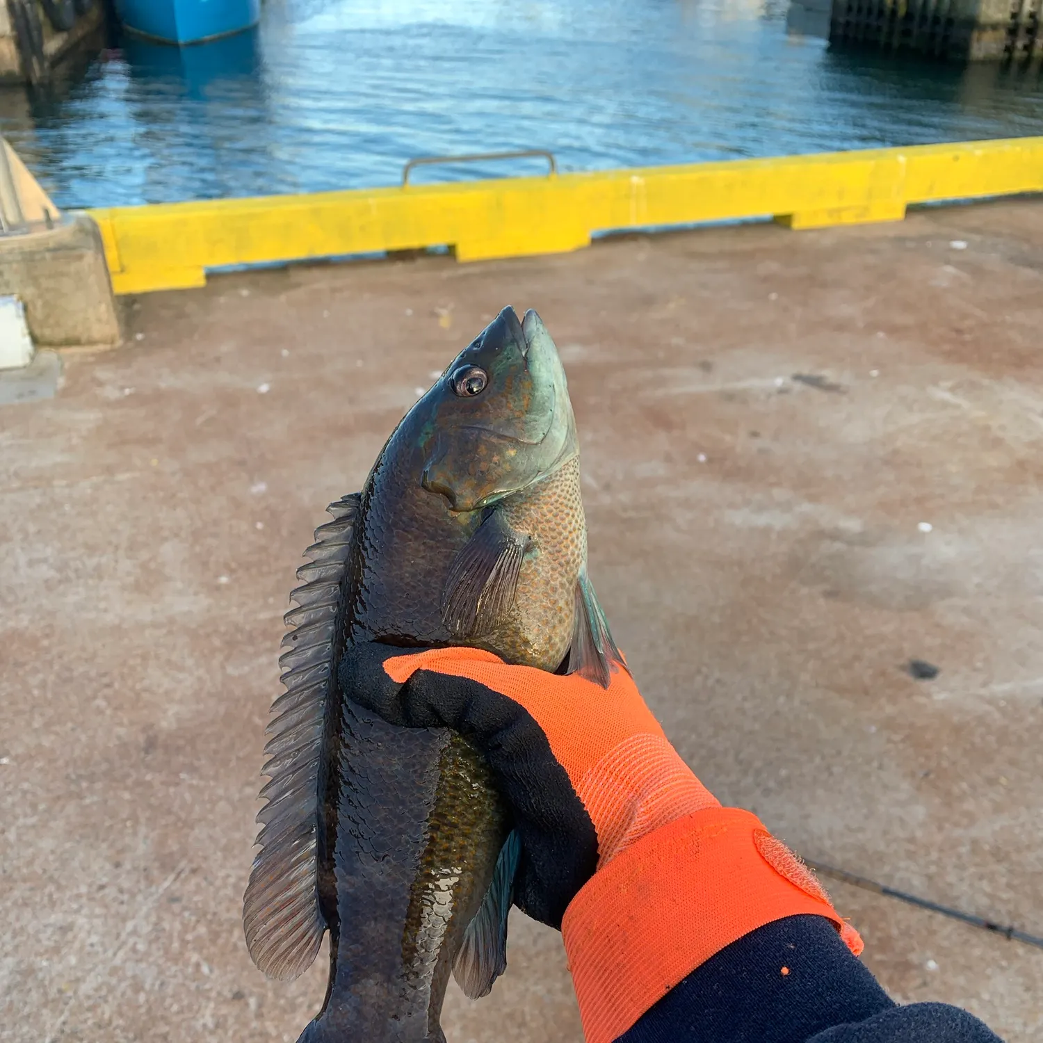 Cunner caught on Fishbrain