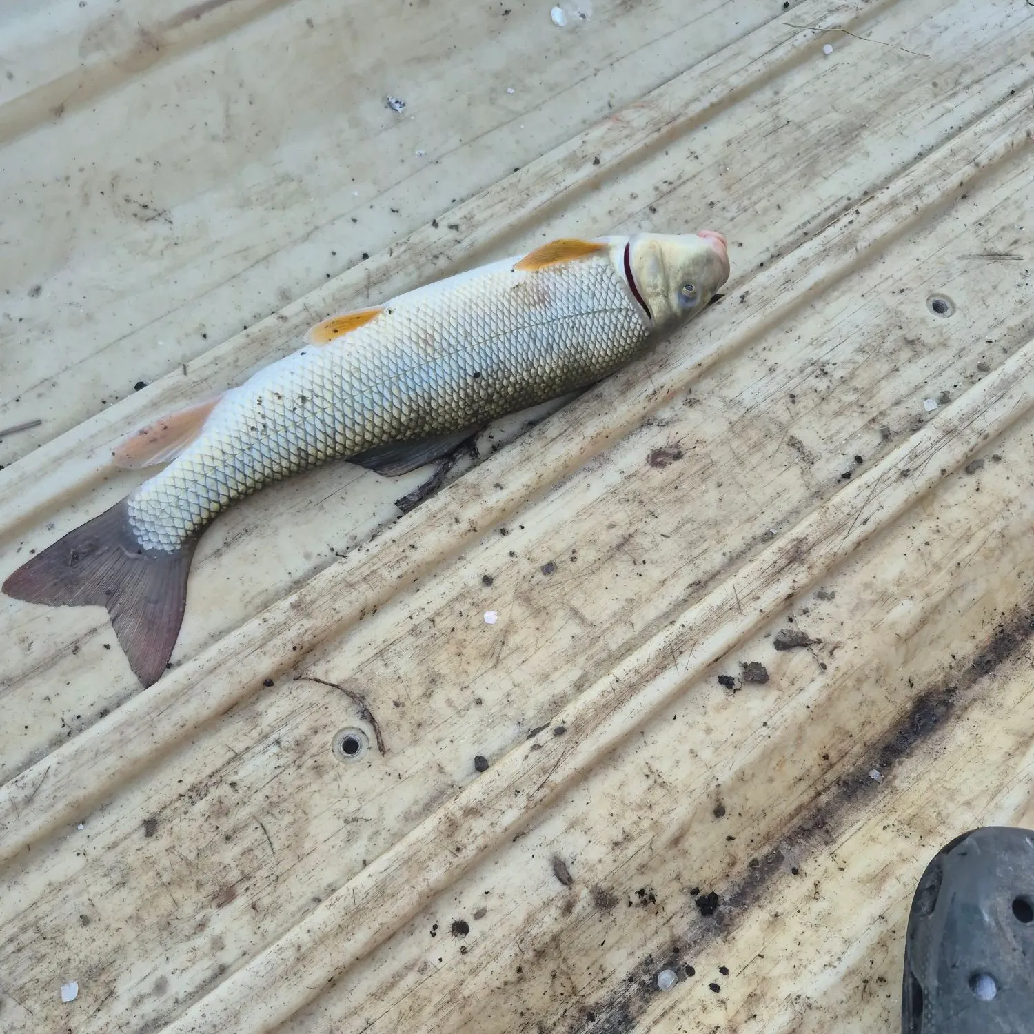 The most recent Spotted sucker catches on Fishbrain
