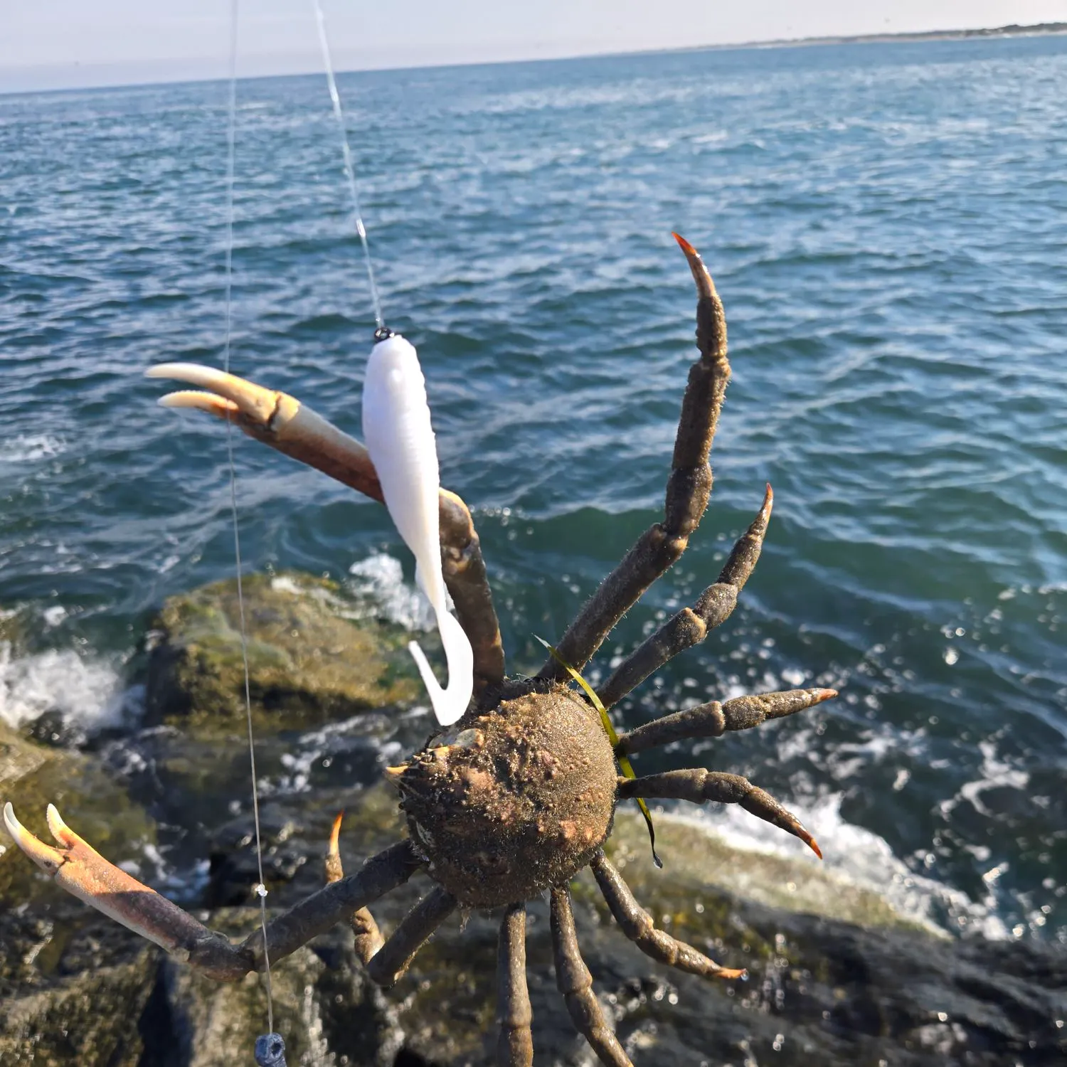 The most recent European spider crab catches on Fishbrain